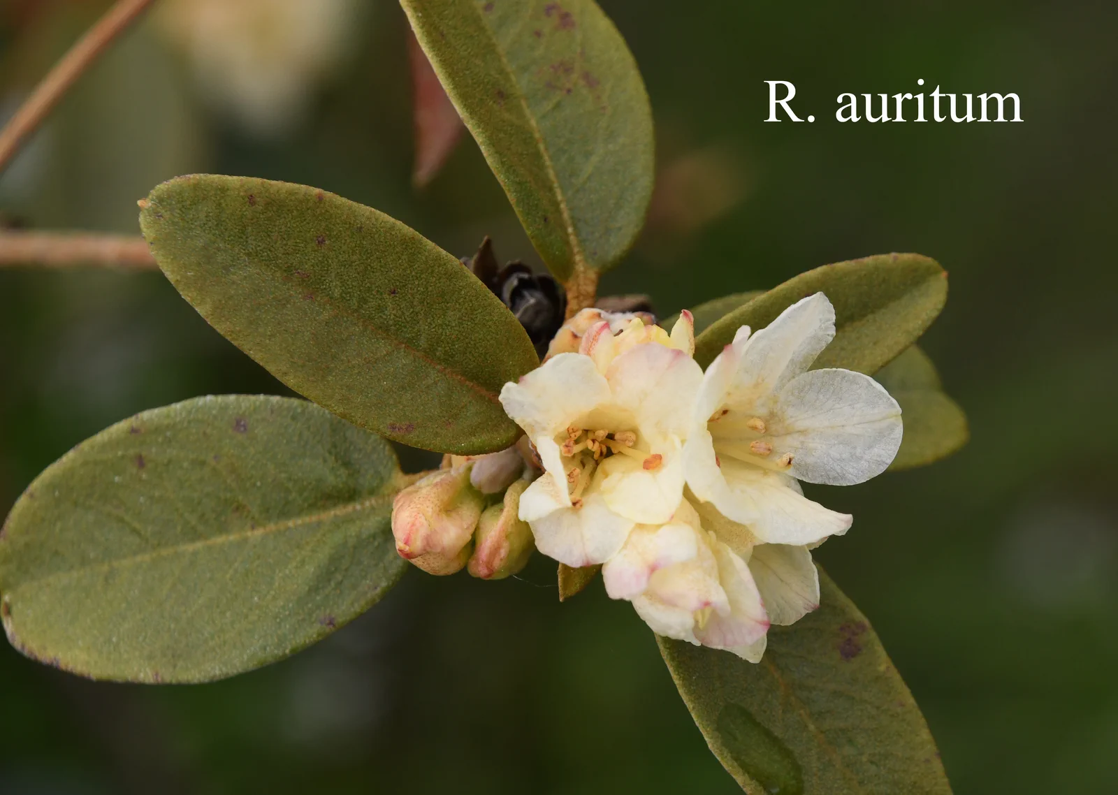 R. auritum photo of R. auritum. Location: Fearing's Farm Nursery, Abbotsford, BC, Canada. Photo by: Harold Fearing