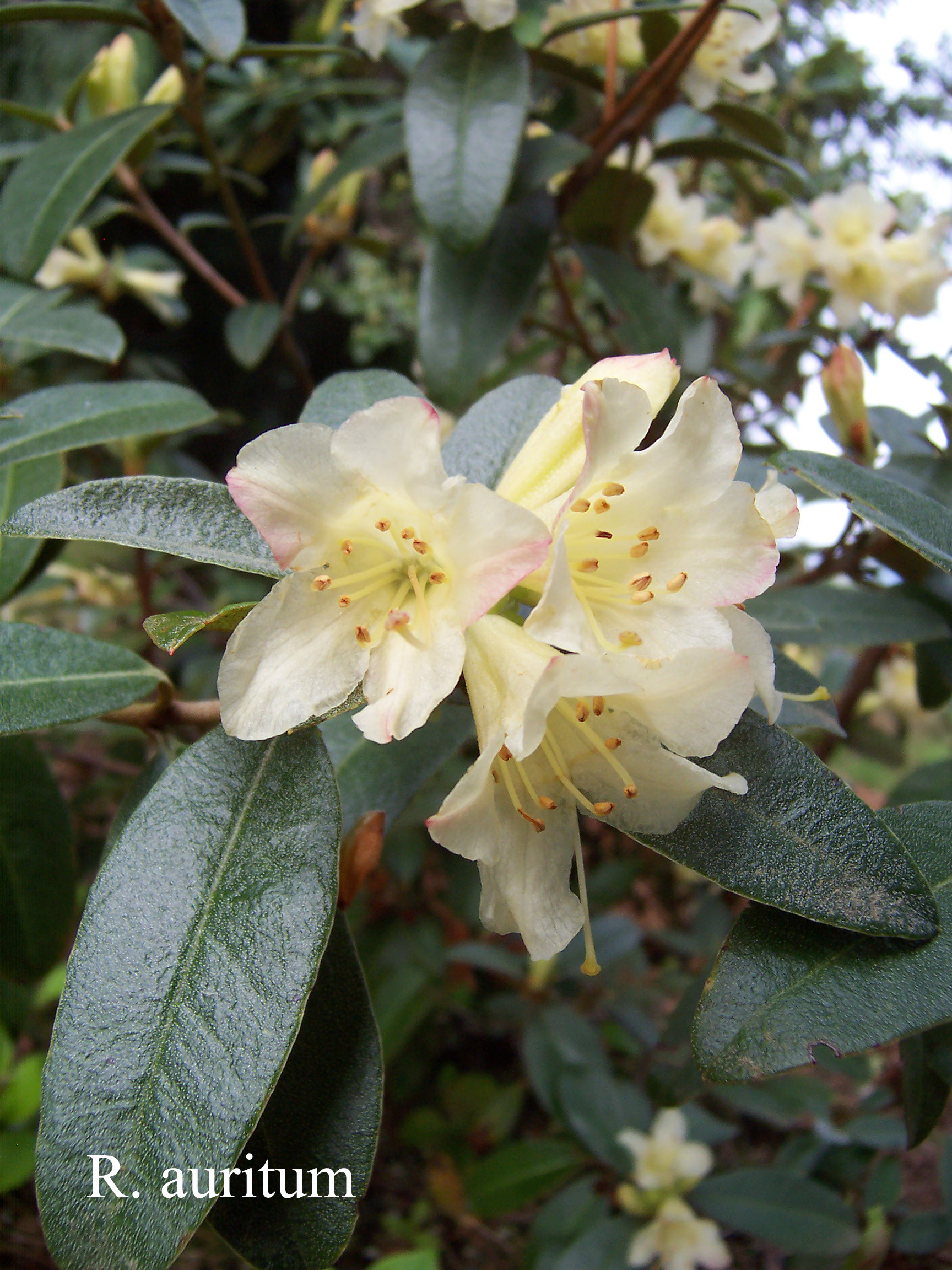 Rhododendron auritum photo