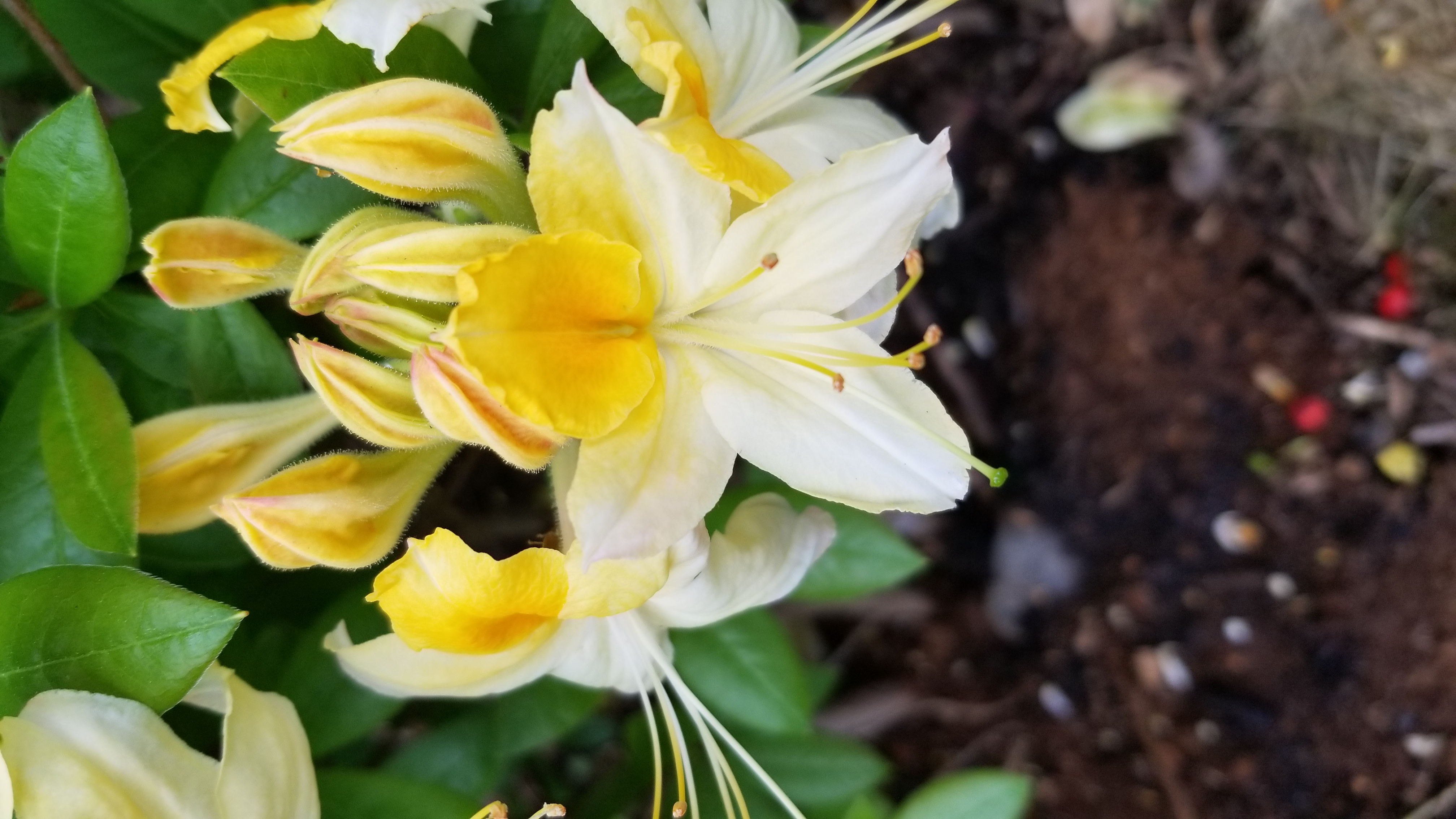 Rhododendron Northern Hi-Lights photo