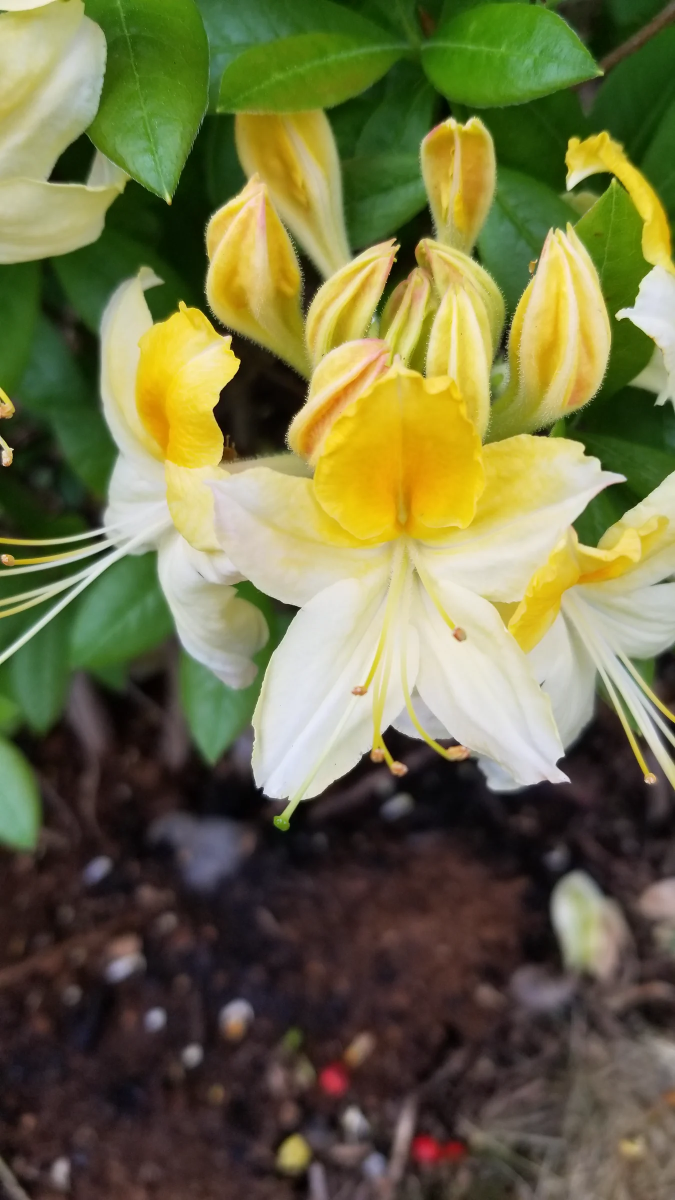 R. 'Northern Hi-Lights' photo of R. 'Northern Hi-Lights'. R. 'Northern Hi-Lights' opening flowers and leaves.. Location: Private Garden Seatac, WA, USA. Photo by: Thatrhodylady