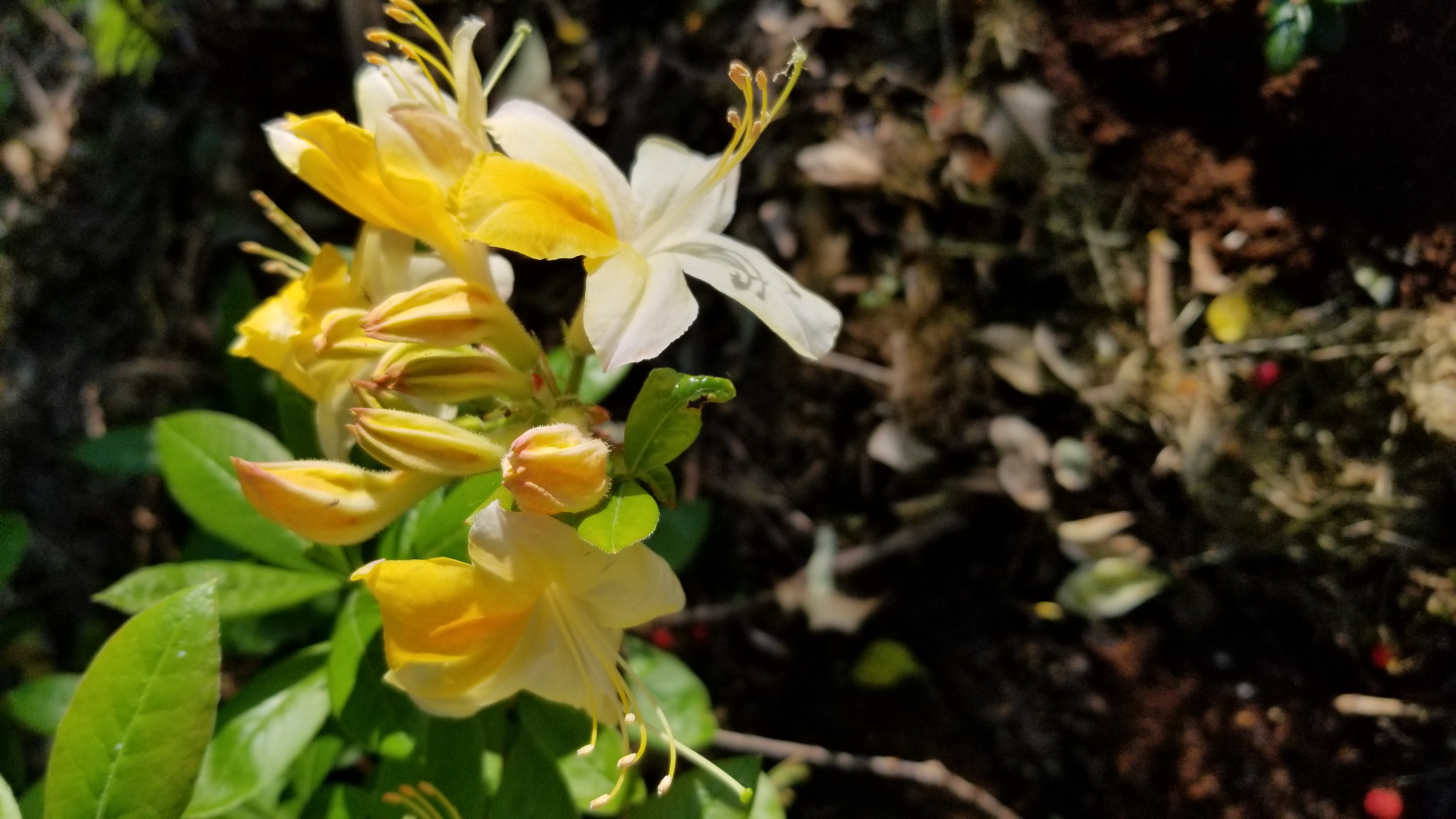Rhododendron Northern Hi-Lights photo