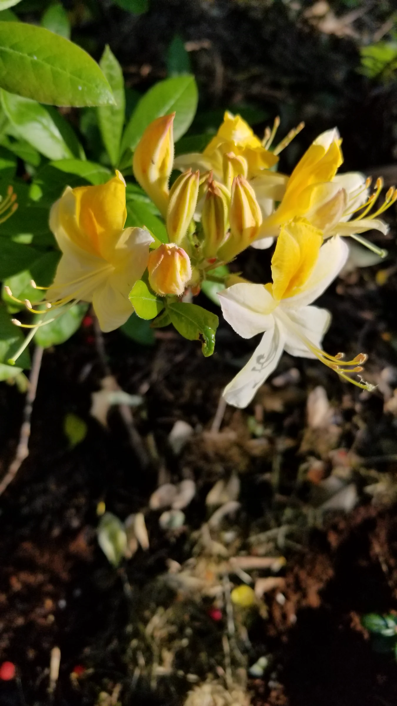 R. 'Northern Hi-Lights' photo of R. 'Northern Hi-Lights'. R. 'Northern Hi-Lights' flowers starting to open.. Location: Private Garden Seatac, WA, USA. Photo by: Thatrhodylady