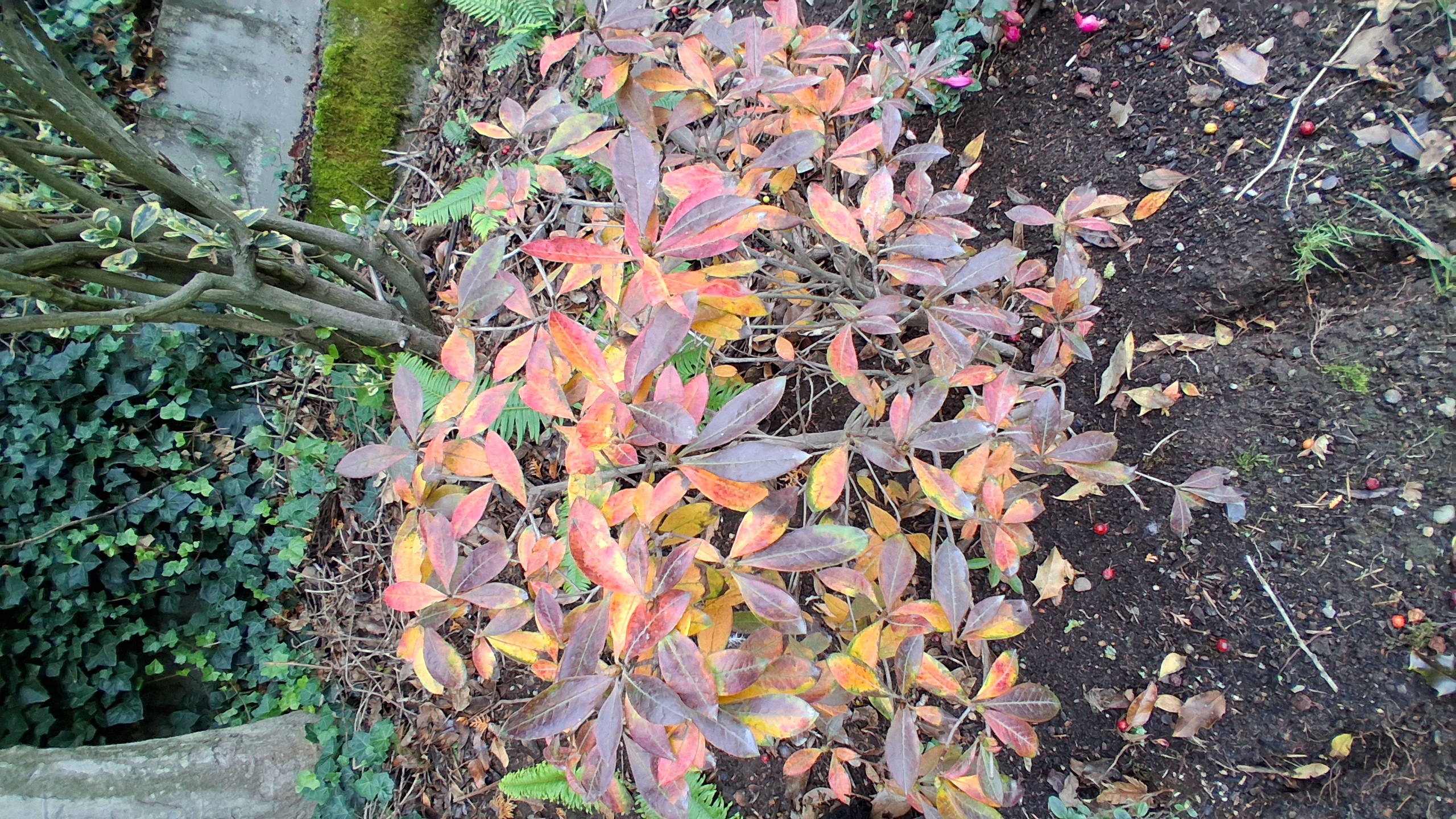 Rhododendron Northern Hi-Lights photo