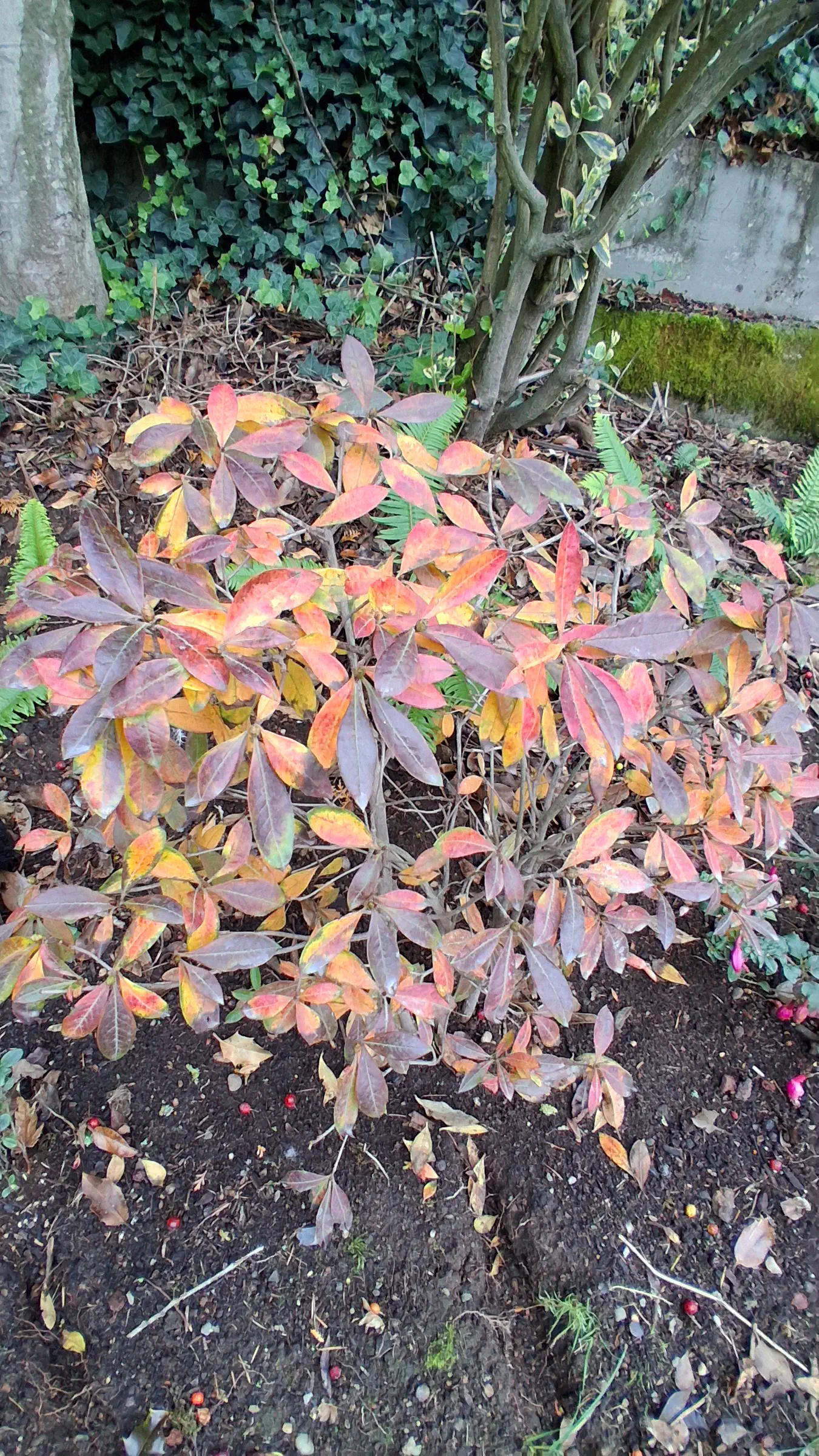 R. 'Northern Hi-Lights' photo of R. 'Northern Hi-Lights'. R. 'Northern Hi-Lights' fall foliage.. Location: Private Garden Seatac, WA. Photo by: Thatrhodylady