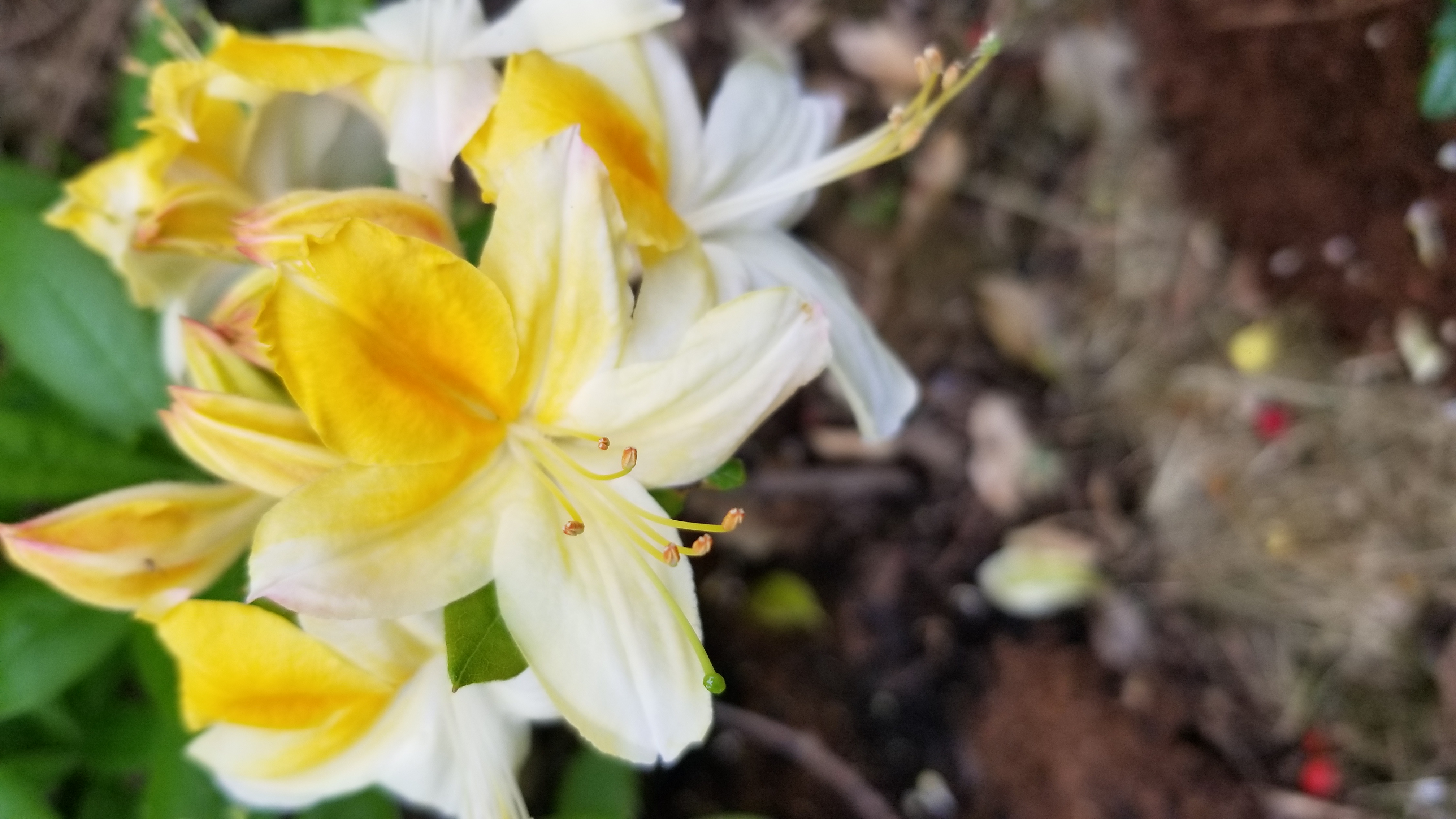 Rhododendron Northern Hi-Lights photo