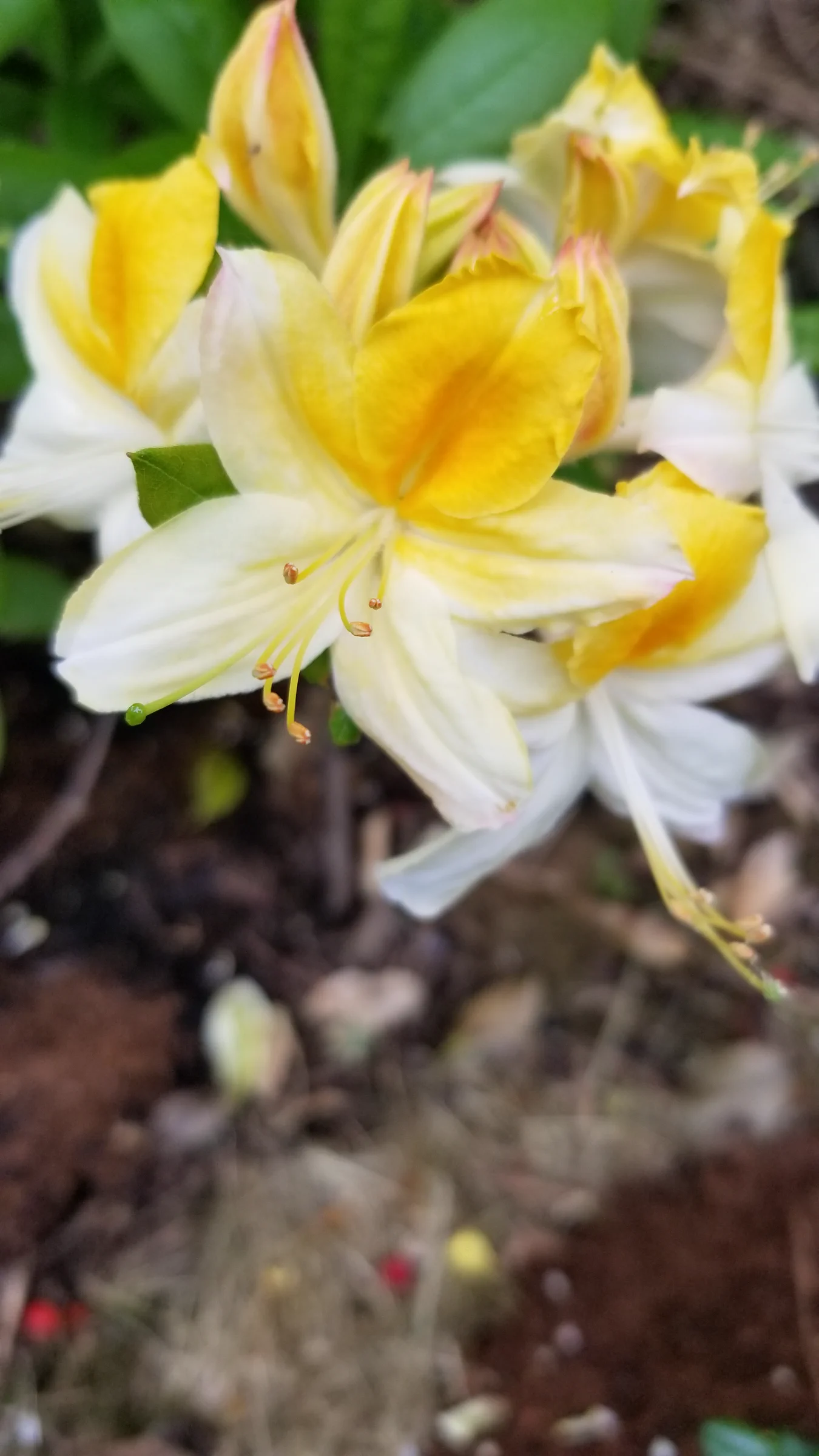 R. 'Northern Hi-Lights' photo of R. 'Northern Hi-Lights'. R. 'Northern Hi-Lights' flowers.. Location: Private Garden Seatac, WA, USA. Photo by: Thatrhodylady