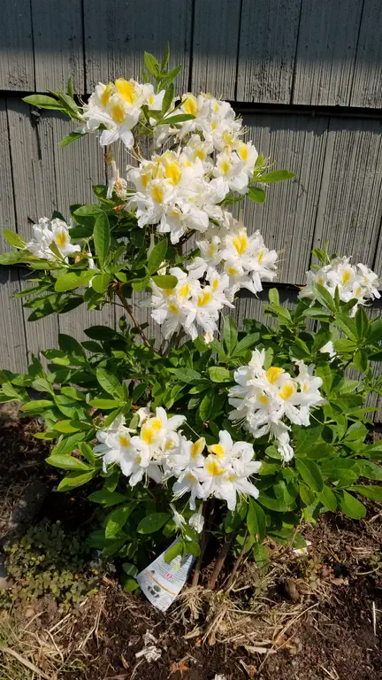 Photo of R. 'Northern Hi-Lights', Deciduous Azalea Hybrid