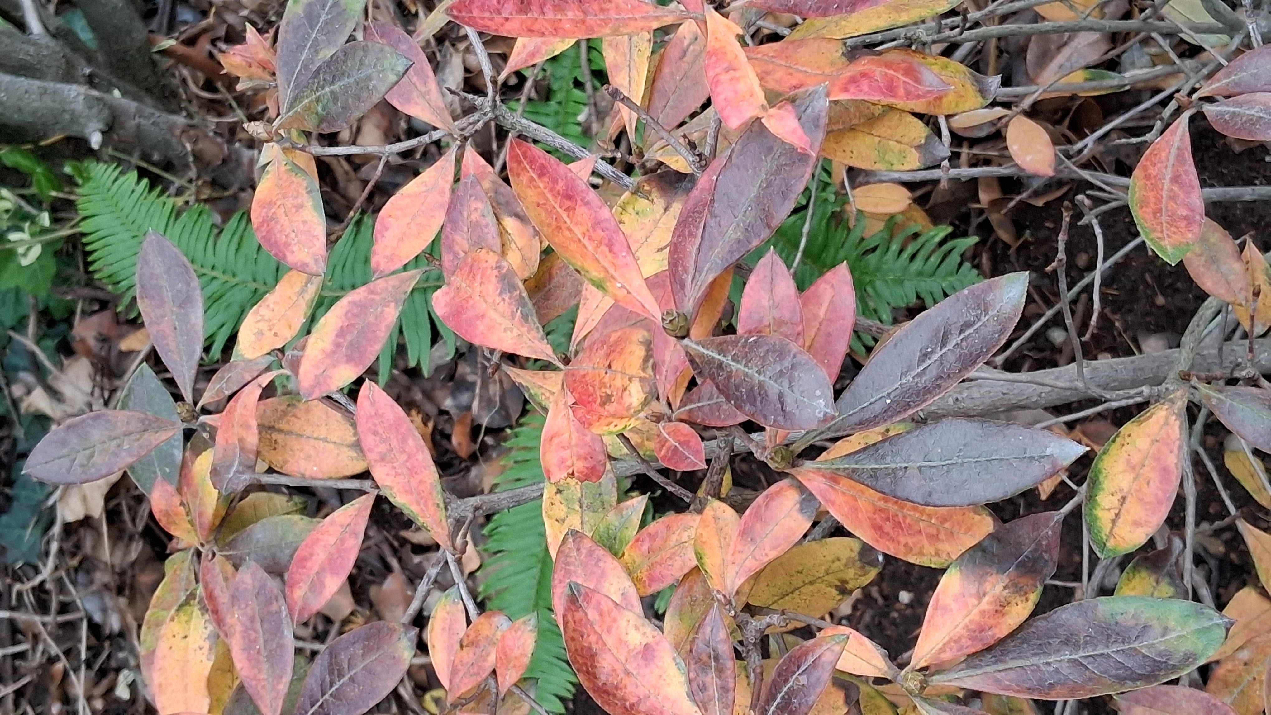 Rhododendron Northern Hi-Lights photo