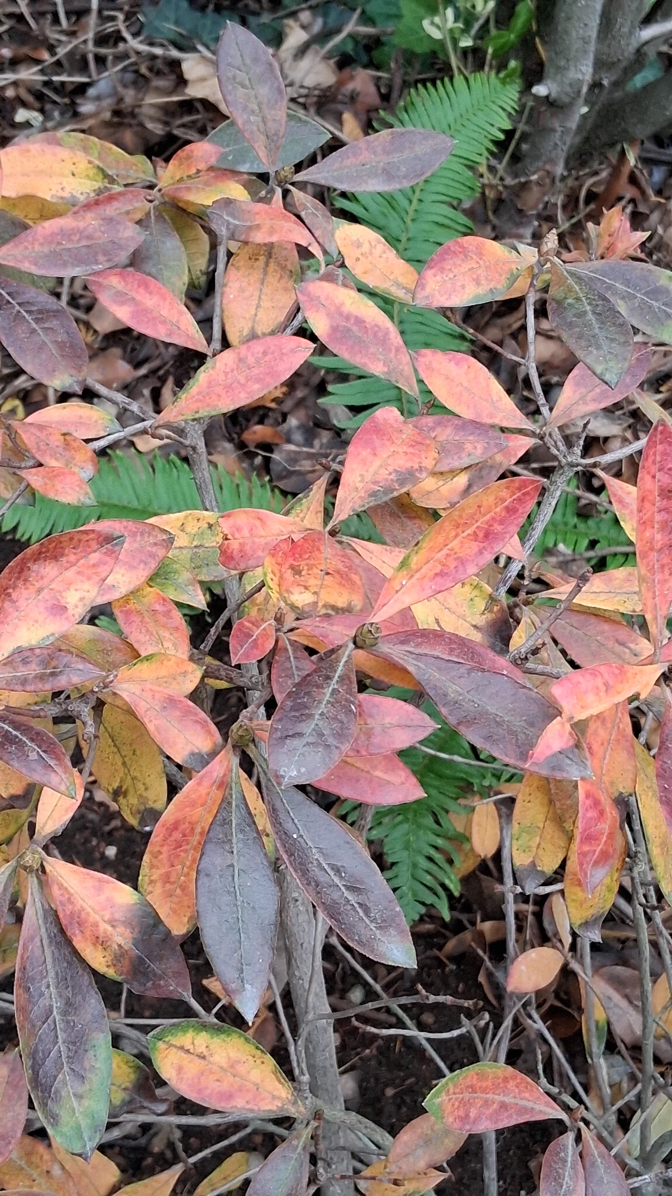 R. 'Northern Hi-Lights' photo of R. 'Northern Hi-Lights'. R. 'Northern Hi-Lights' fall foliage.. Location: Private Garden Seatac, WA, USA. Photo by: Thatrhodylady