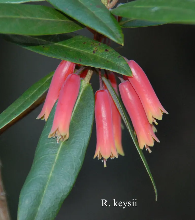 Photo of R. keysii, Species