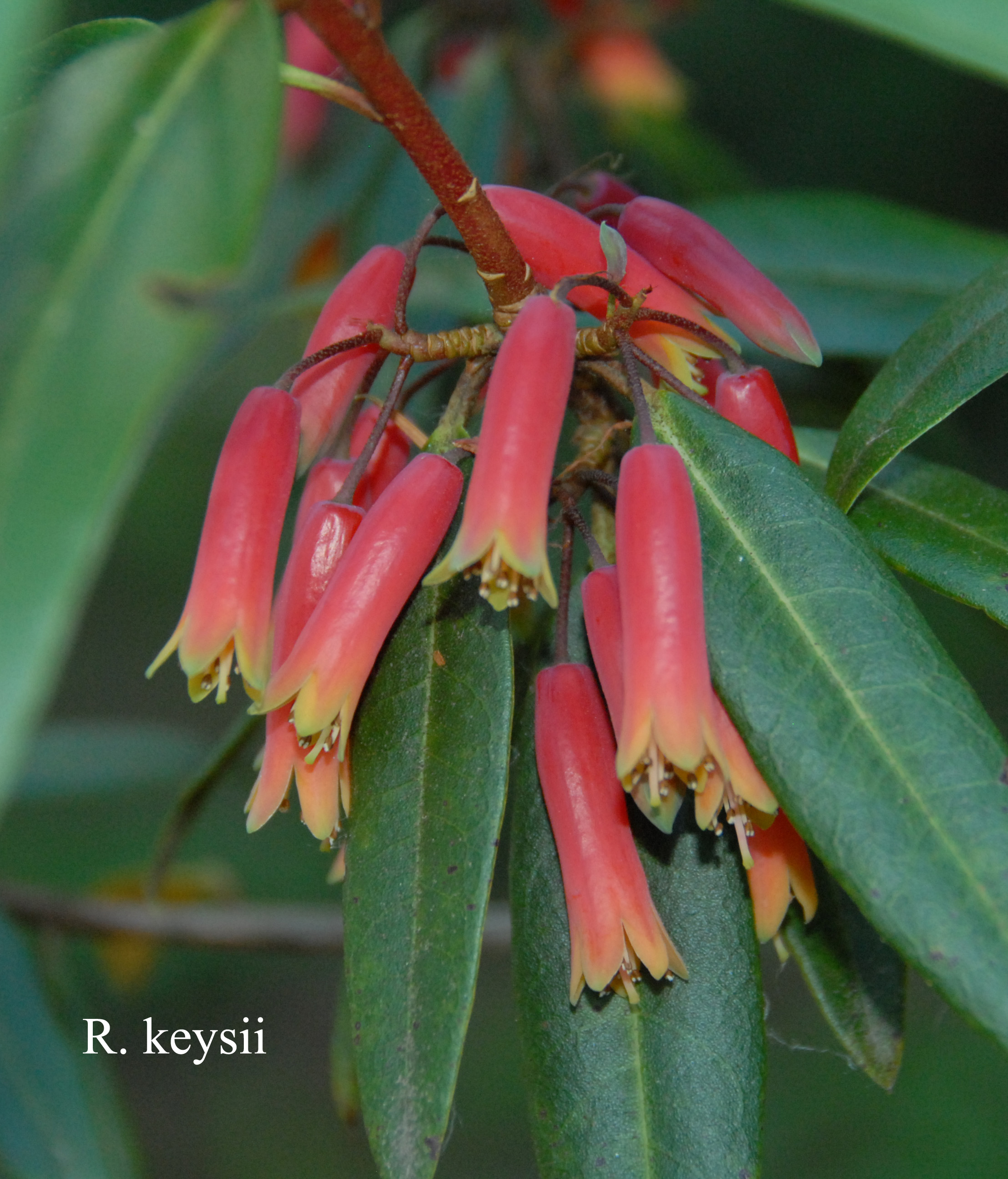Rhododendron keysii photo