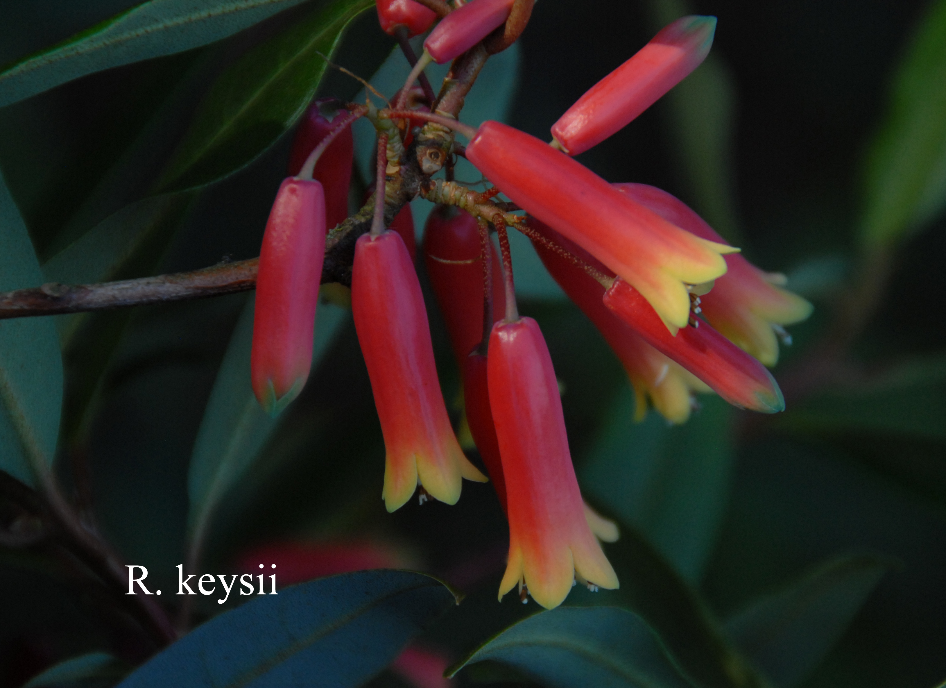Rhododendron keysii photo