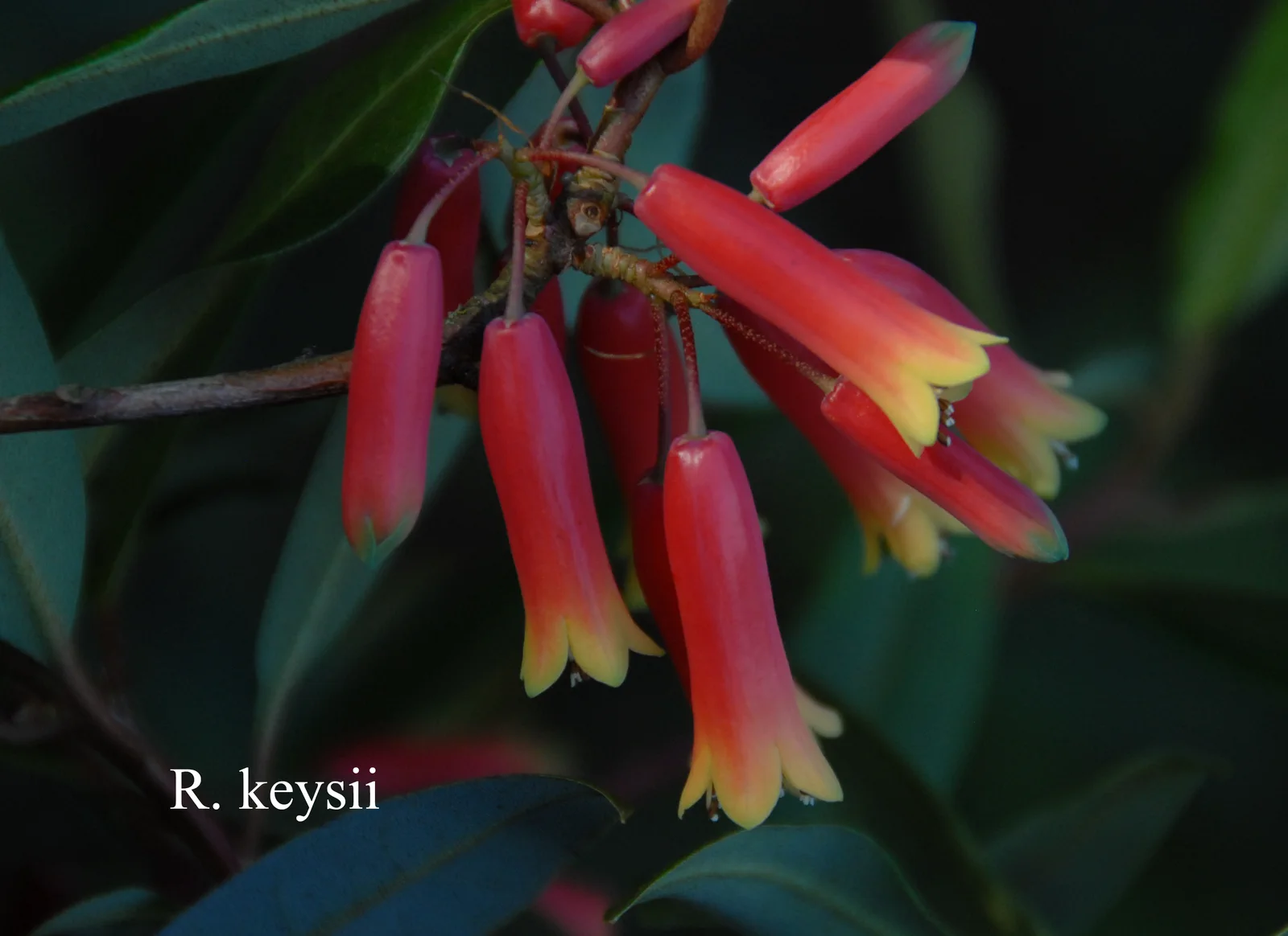R. keysii photo of R. keysii. Location: Fearing's Farm Nursery, Abbotsford, BC, Canada. Photo by: Harold Fearing