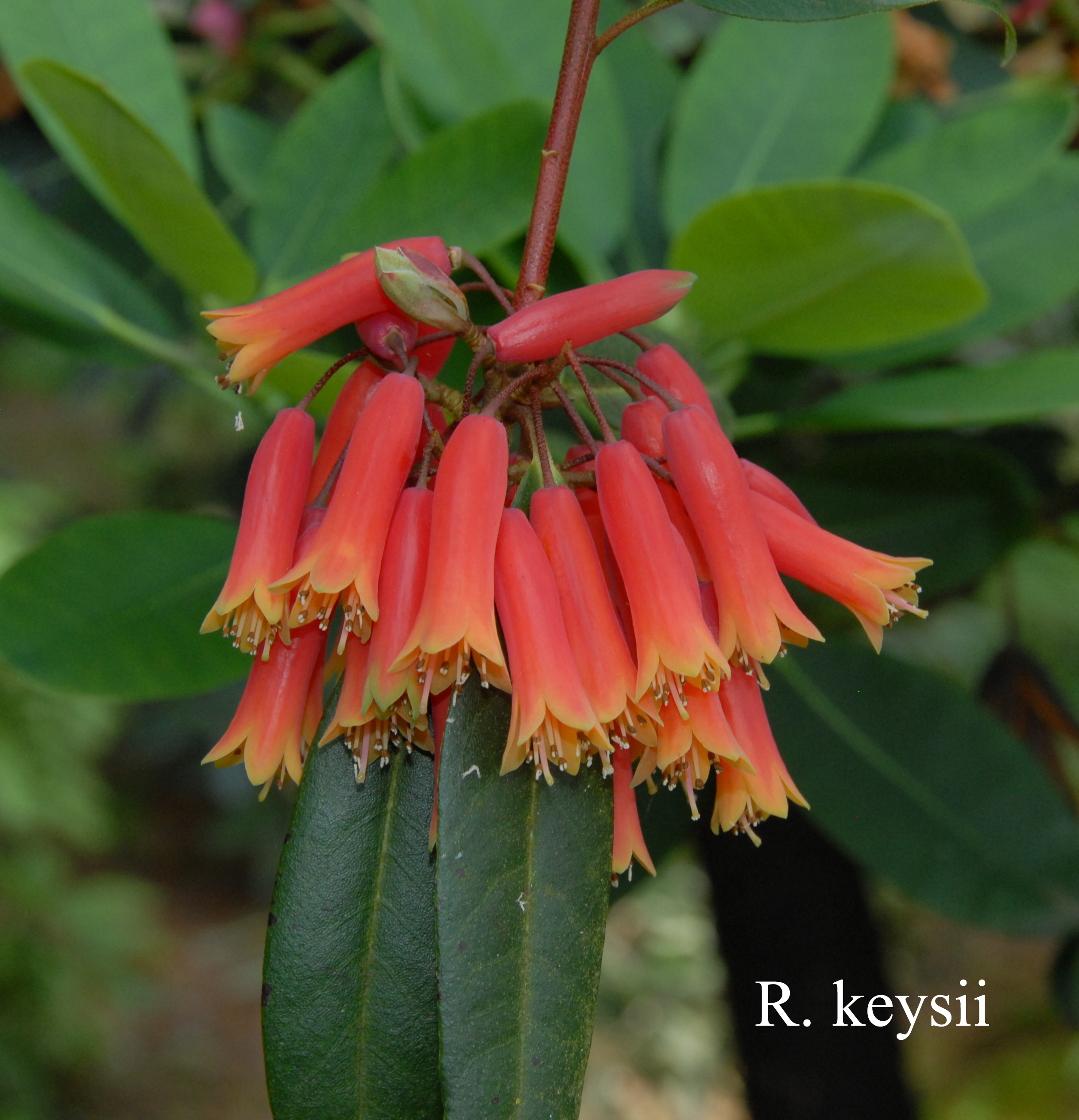 Rhododendron keysii photo