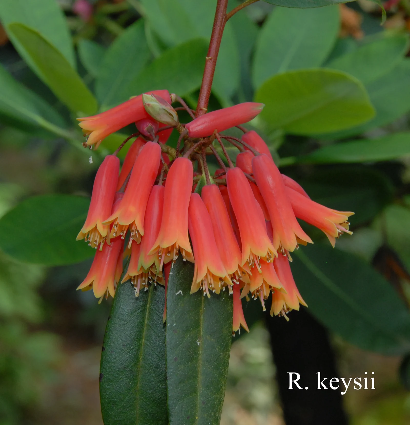 R. keysii photo of R. keysii. Location: Fearing's Farm Nursery, Abbotsford, BC, Canada. Photo by: Harold Fearing