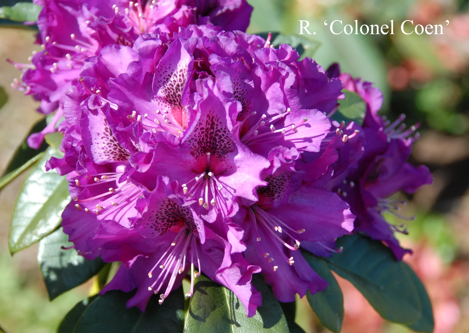 R. 'Colonel Coen' photo of R. 'Colonel Coen'. Location: Fearing's Farm Nursery, Abbotsford, BC, Canada. Photo by: Harold Fearing