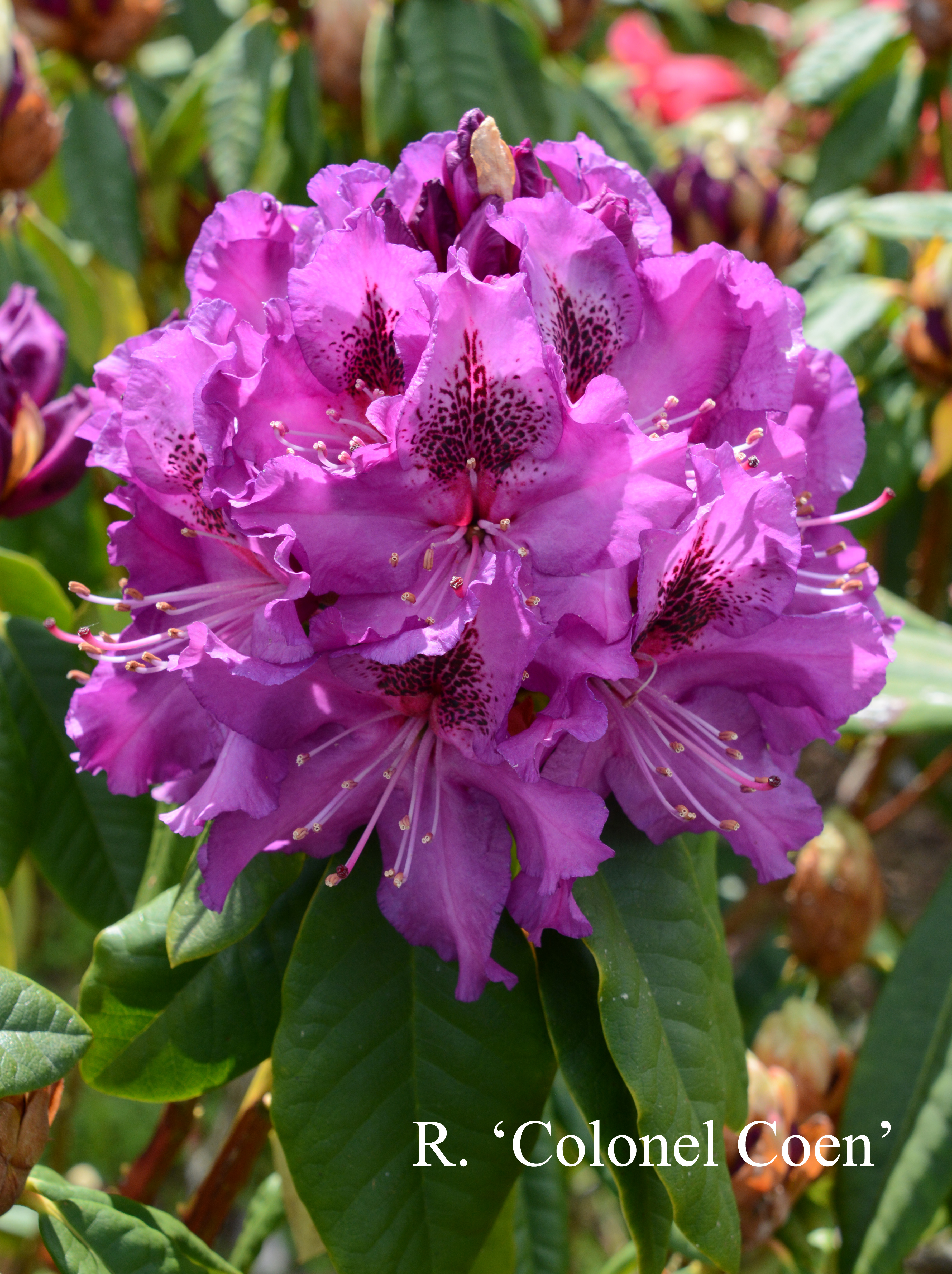Rhododendron Colonel Coen photo