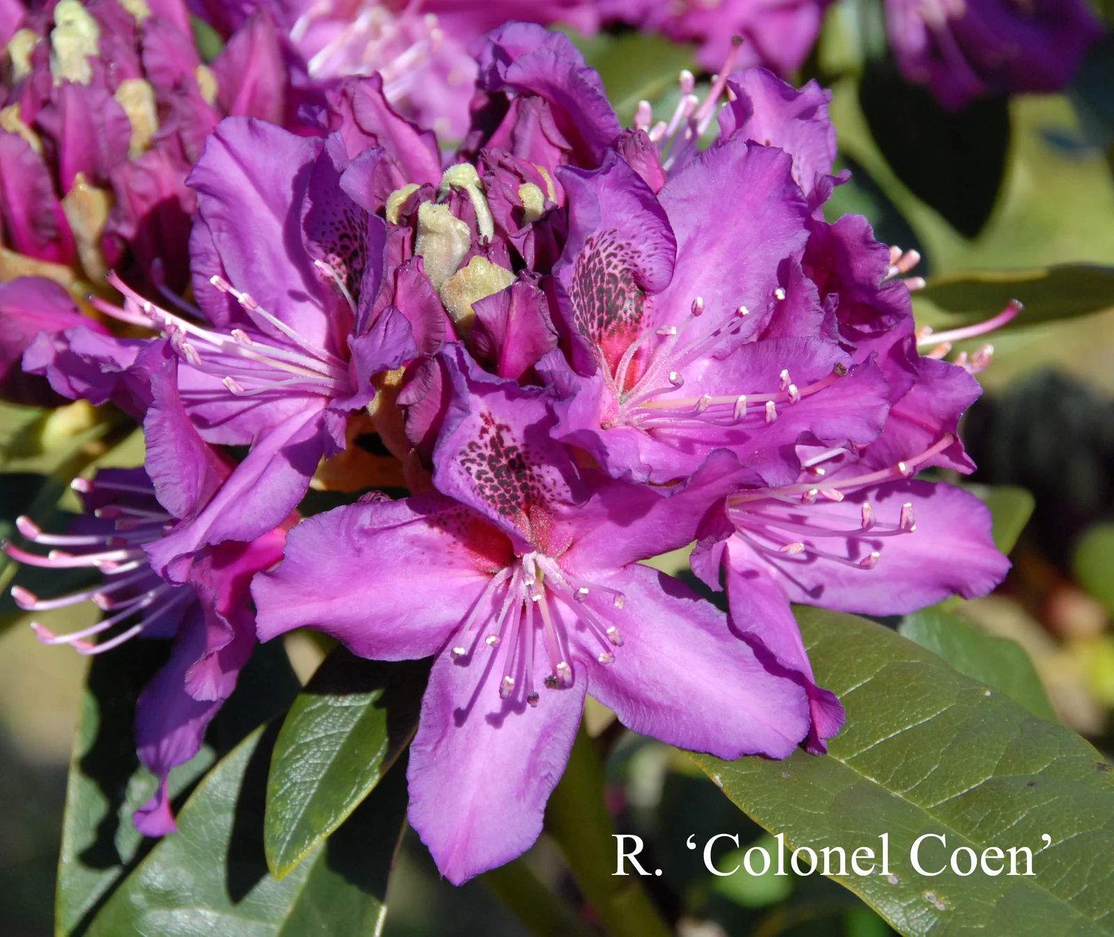 R. 'Colonel Coen' photo of R. 'Colonel Coen'. Location: Fearing's Farm Nursery, Abbotsford, BC, Canada. Photo by: Harold Fearing