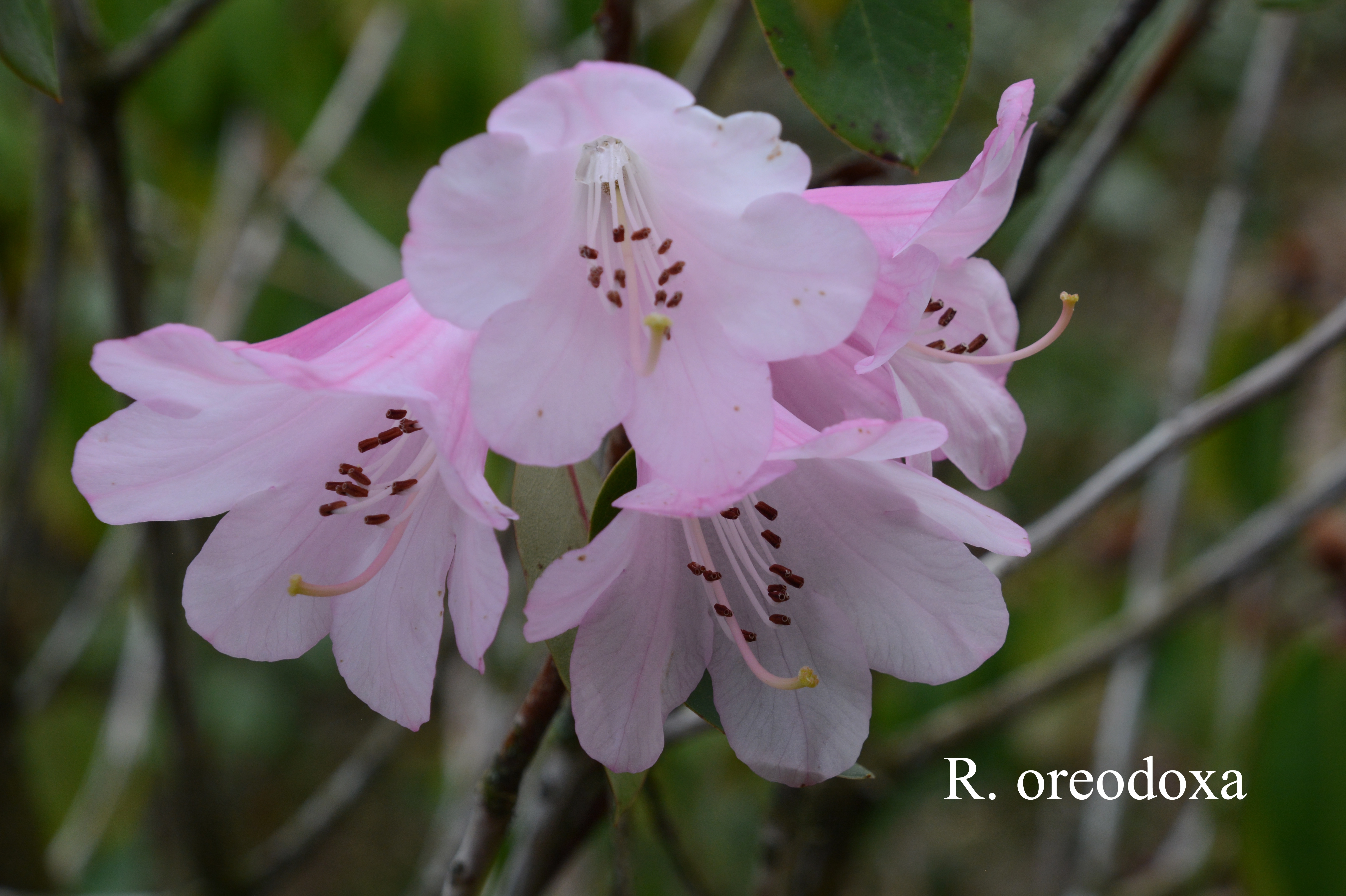 Rhododendron oreodoxa var oreodoxa photo