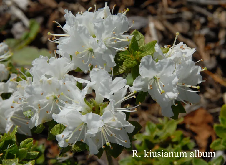 Photo of R. kiusianum var kiusianum 'Album', Azalea Species Selection