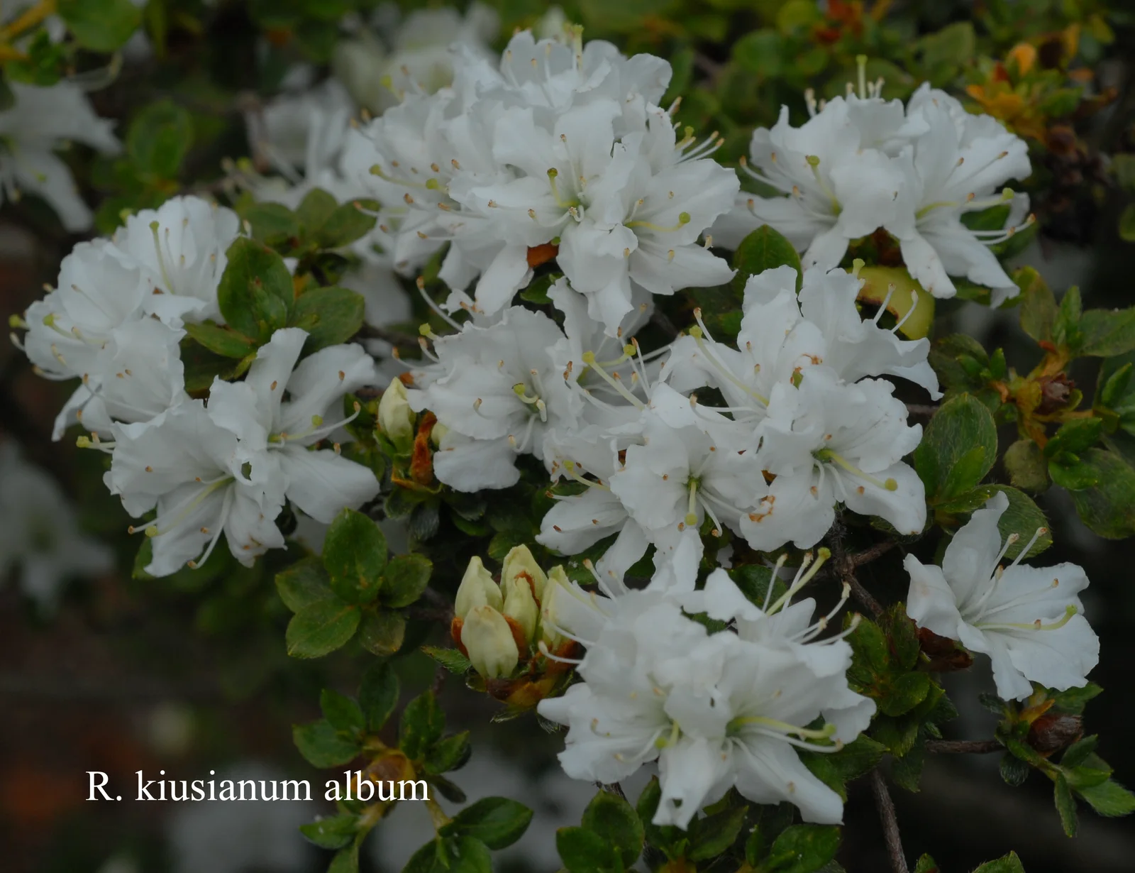 R. kiusianum var kiusianum 'Album' photo of R. kiusianum var kiusianum 'Album'. Location: Fearing's Farm Nursery, Abbotsford, BC, Canada. Photo by: Harold Fearing
