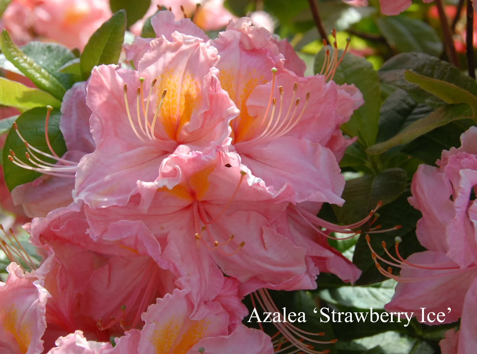 R. 'Strawberry Ice' photo of R. 'Strawberry Ice'. Location: Fearing's Farm Nursery, Abbotsford, BC, Canada. Photo by: Harold Fearing
