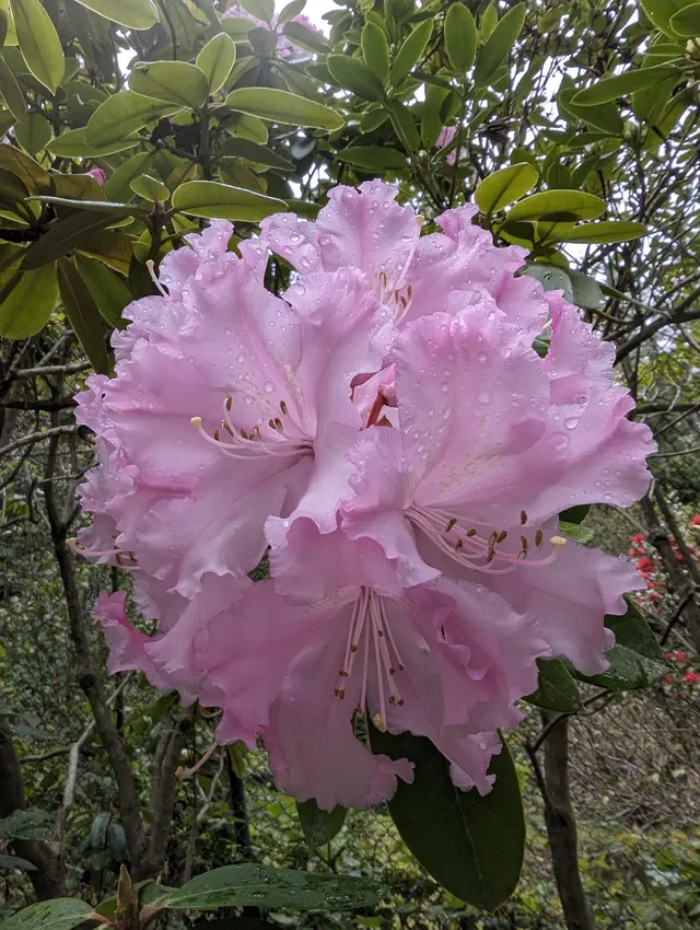 Photo of R. 'Edith Boulter', Rhododendron Hybrid