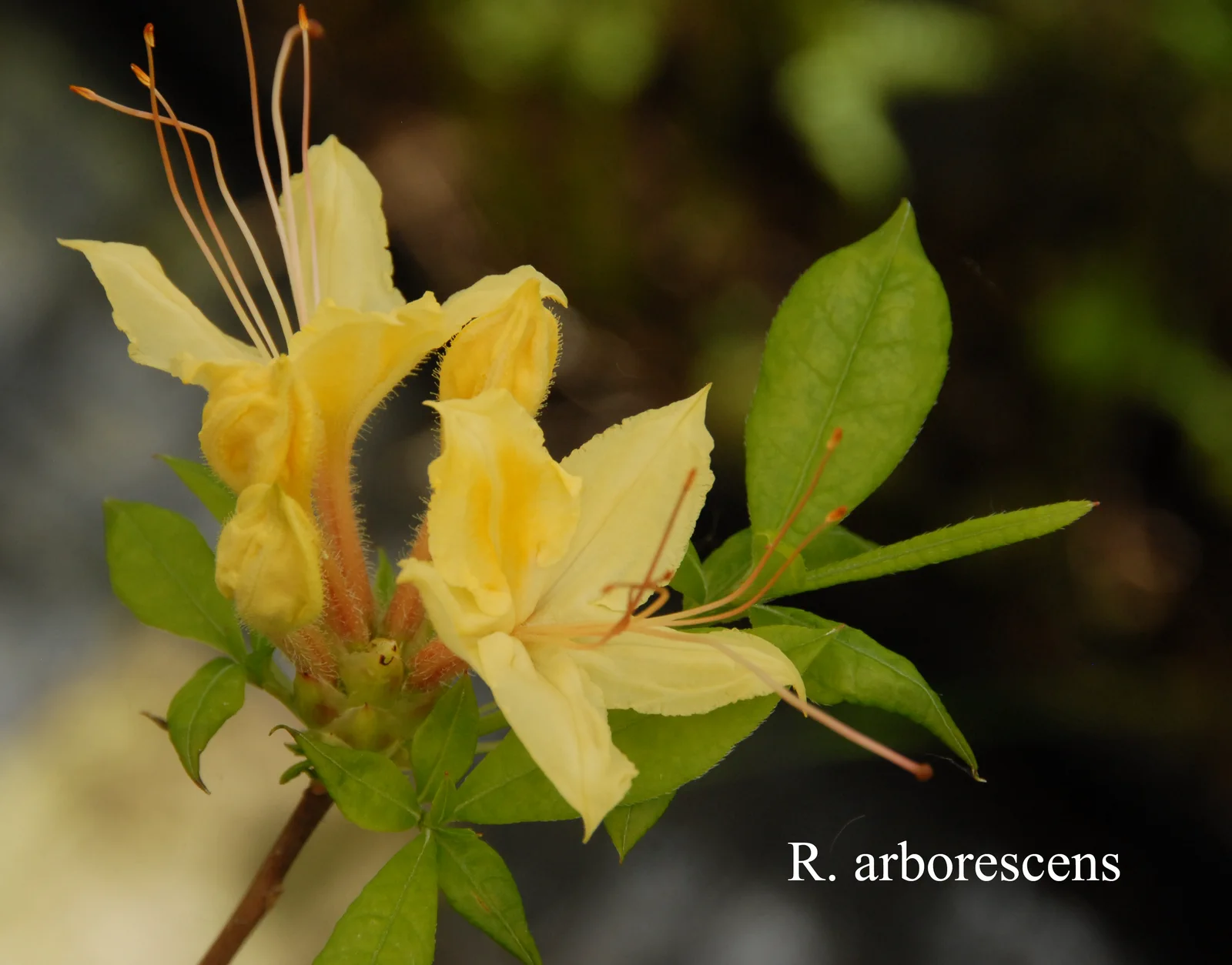 R. arborescens photo of R. arborescens. Location: Fearing's Farm Nursery, Abbotsford, BC, Canada. Photo by: Harold Fearing