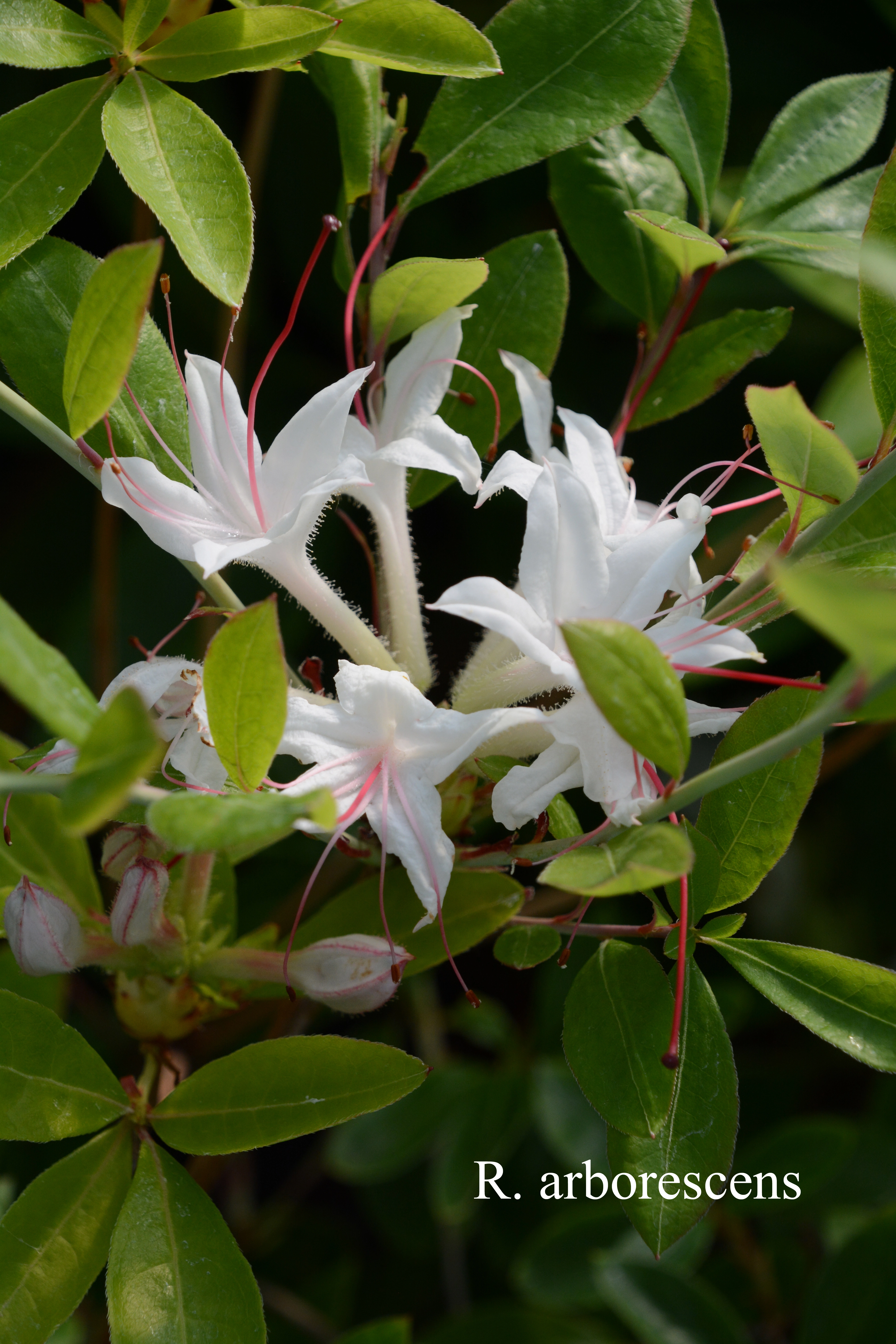 Rhododendron arborescens photo