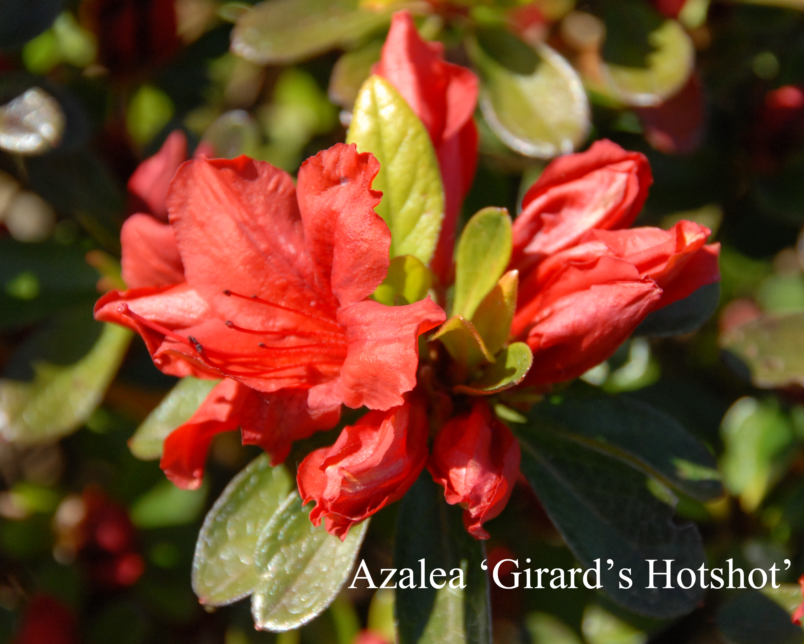 Rhododendron Girard's Hot Shot photo
