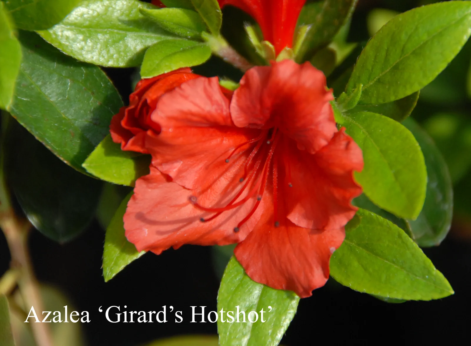 R. 'Girard's Hot Shot' photo of R. 'Girard's Hot Shot'. Location: Fearing's Farm Nursery, Abbotsford, BC, Canada. Photo by: Harold Fearing
