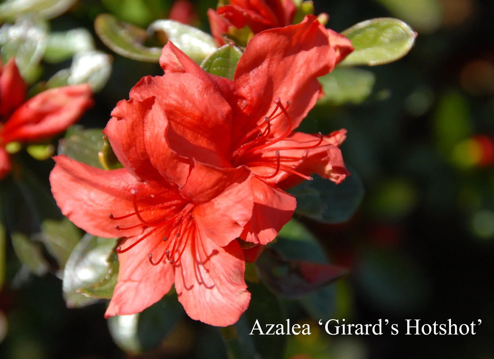 R. 'Girard's Hot Shot' photo of R. 'Girard's Hot Shot'. Location: Fearing's Farm Nursery, Abbotsford, BC, Canada. Photo by: Harold Fearing