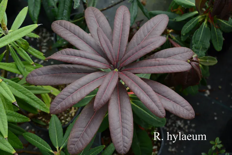 Photo of R. hylaeum, Species