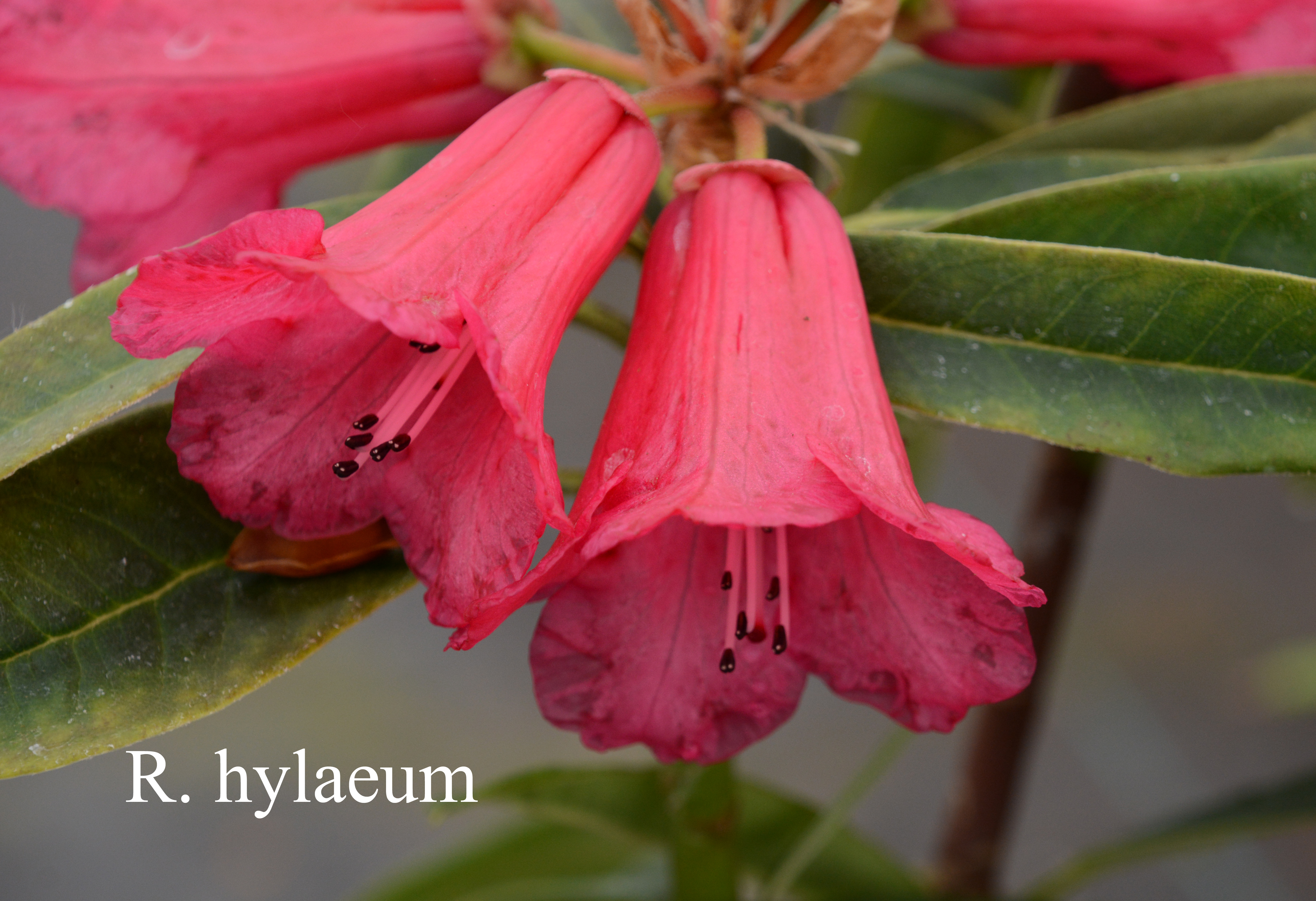 Rhododendron hylaeum photo