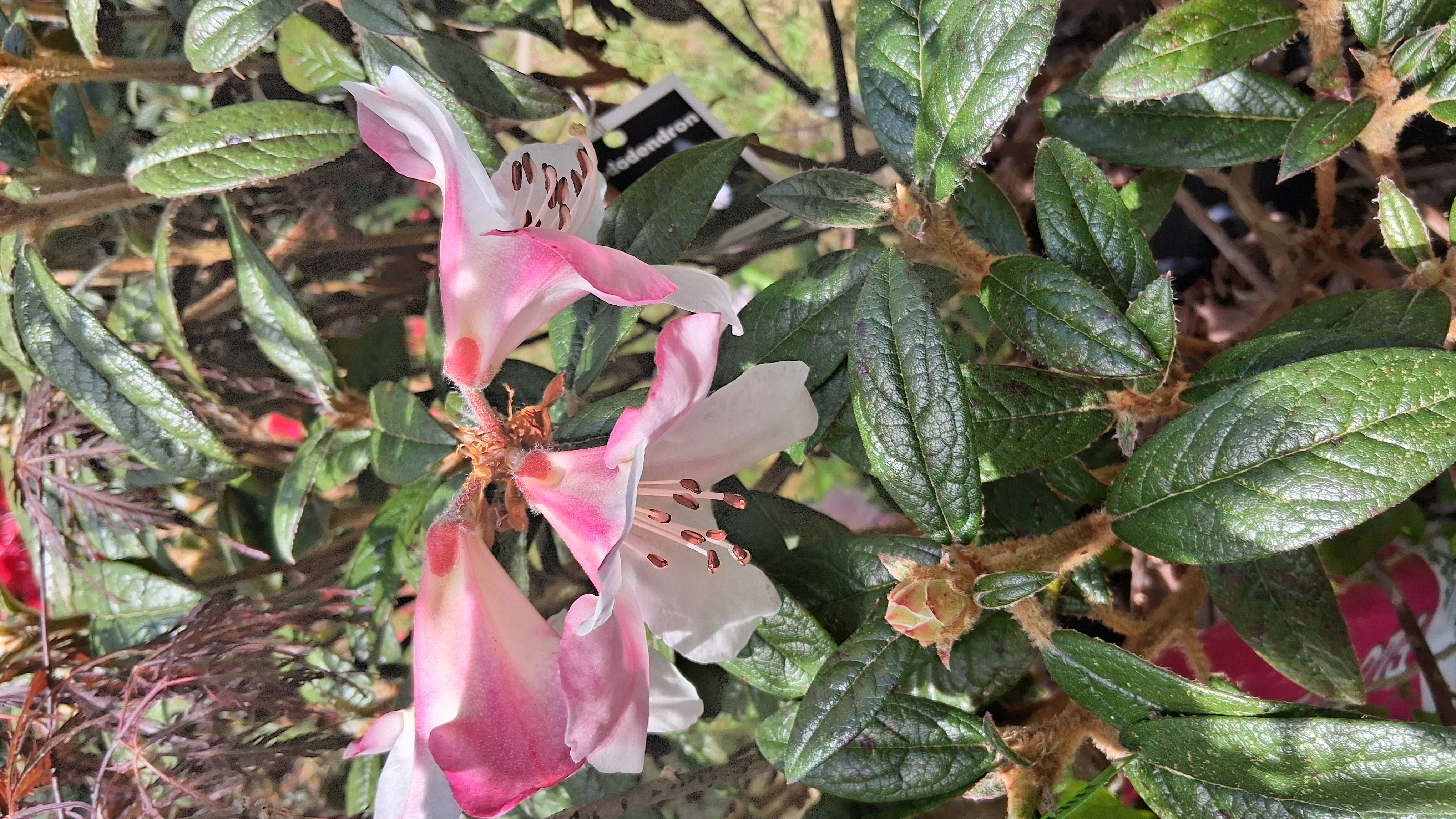 Rhododendron Coastal Spice photo