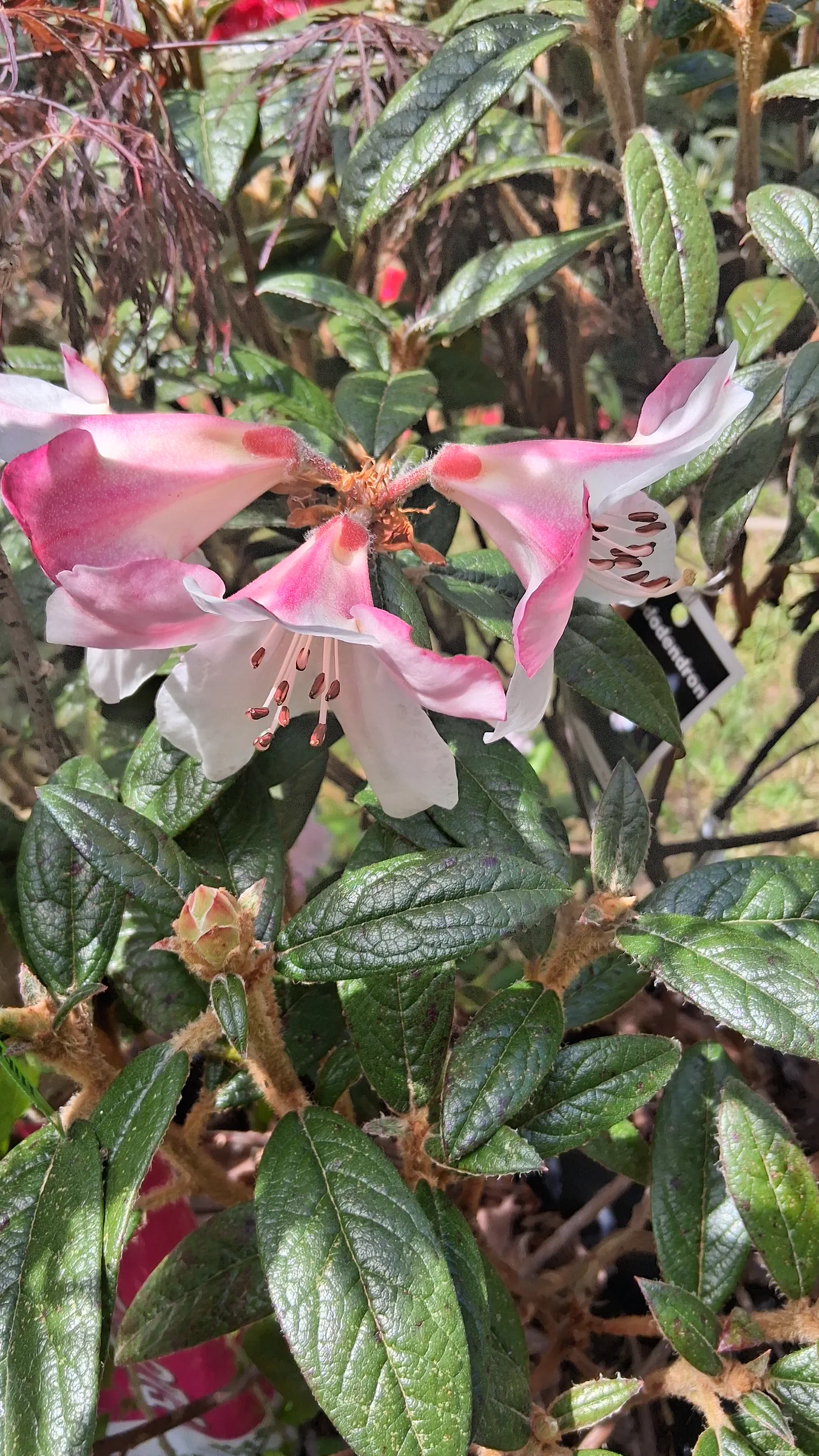 R. 'Coastal Spice' photo of R. 'Coastal Spice'. R. 'Coastal Spice'. Location: Private Garden Enumclaw, WA. Photo by: Thatrhodylady