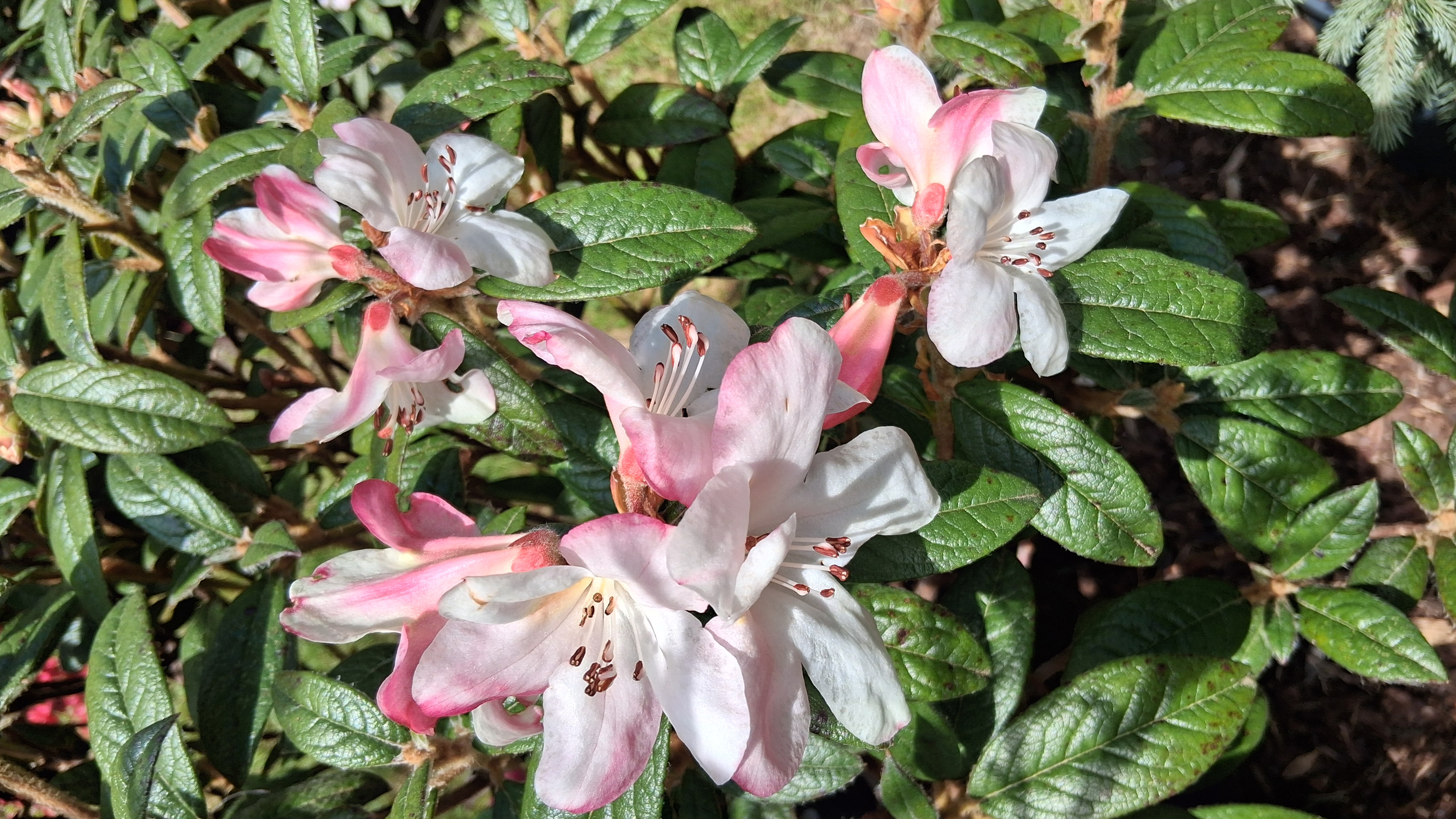 Rhododendron Coastal Spice photo