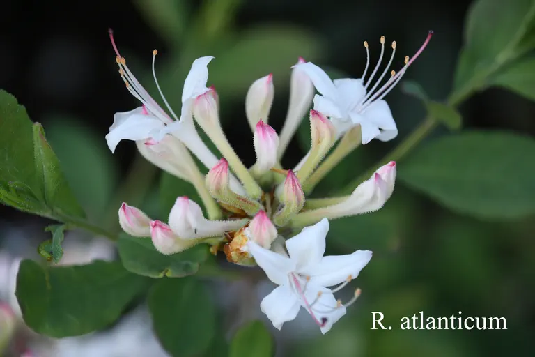 Photo of R. atlanticum, Species