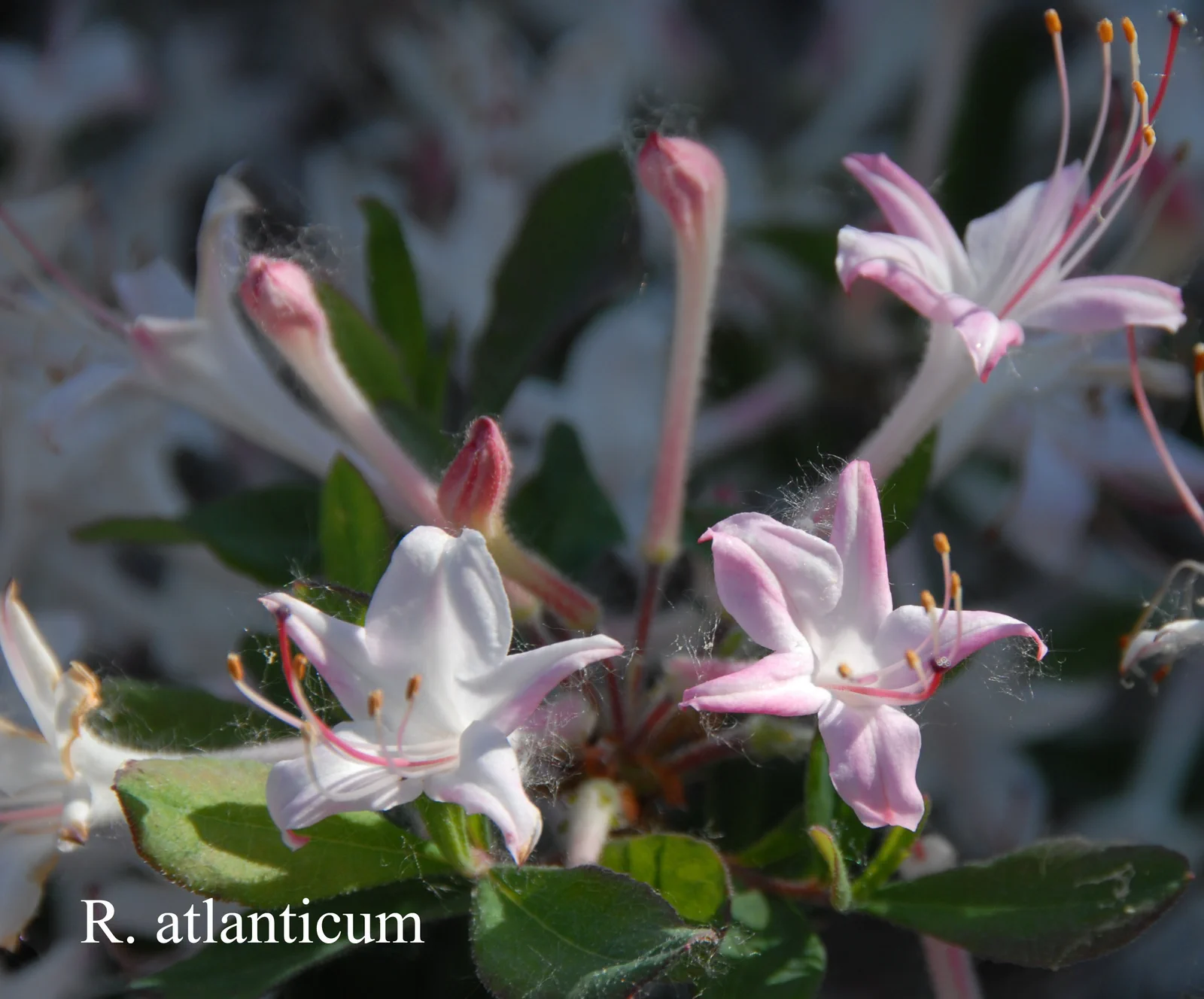 R. atlanticum photo of R. atlanticum. Location: Fearing's Farm Nursery, Abbotsford, BC, Canada. Photo by: Harold Fearing