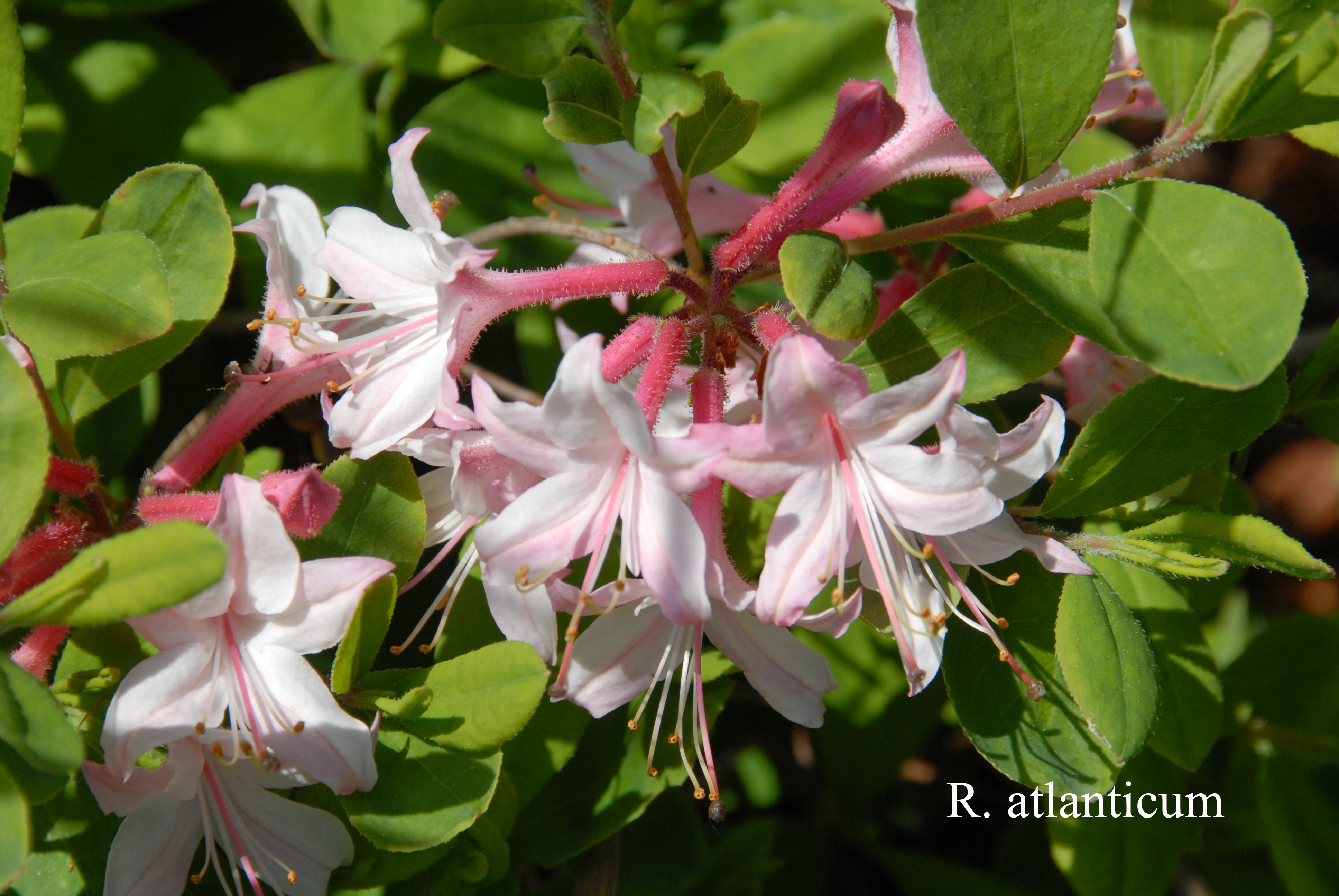 Rhododendron atlanticum photo