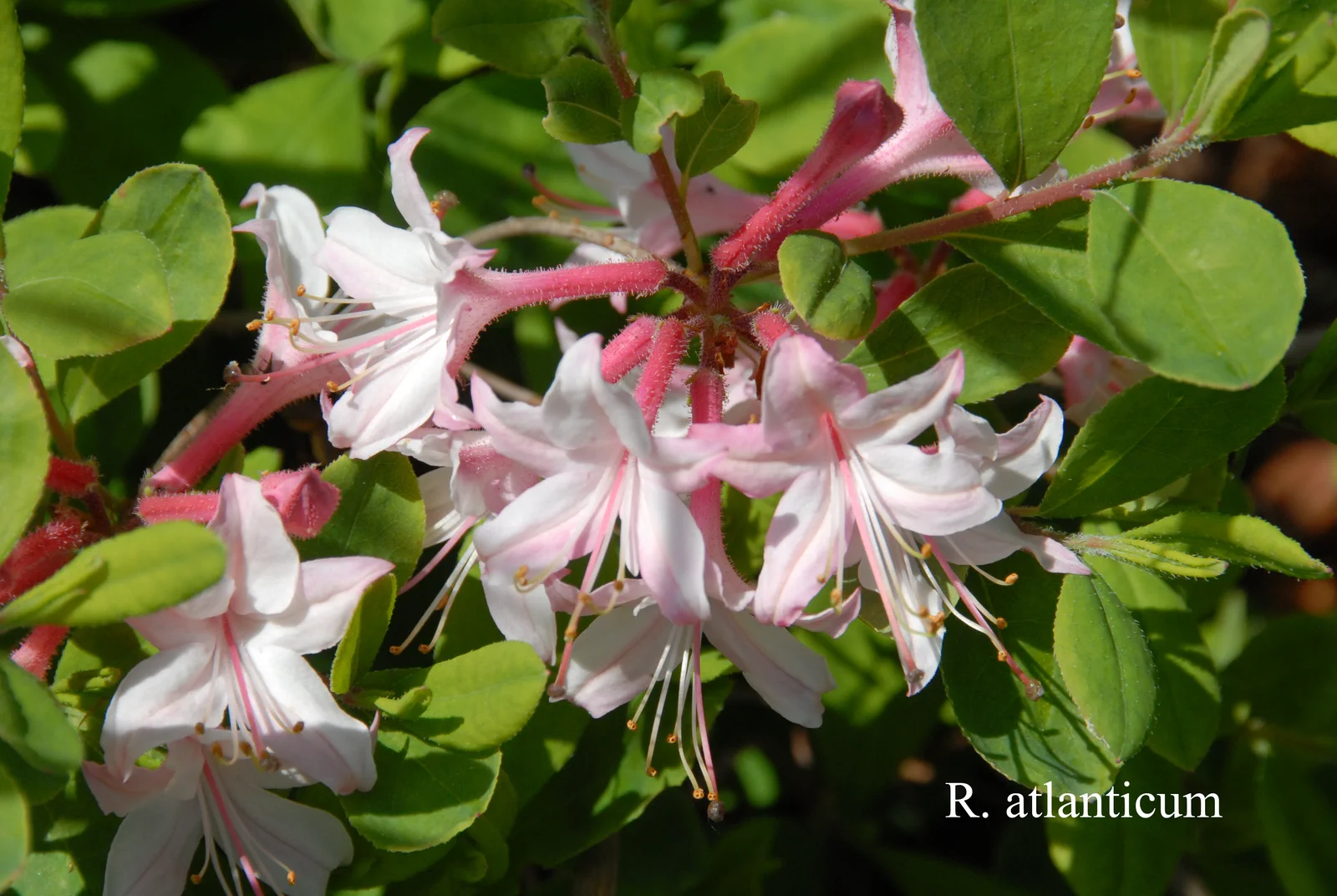 R. atlanticum photo of R. atlanticum. Location: Fearing's Farm Nursery, Abbotsford, BC, Canada. Photo by: Harold Fearing