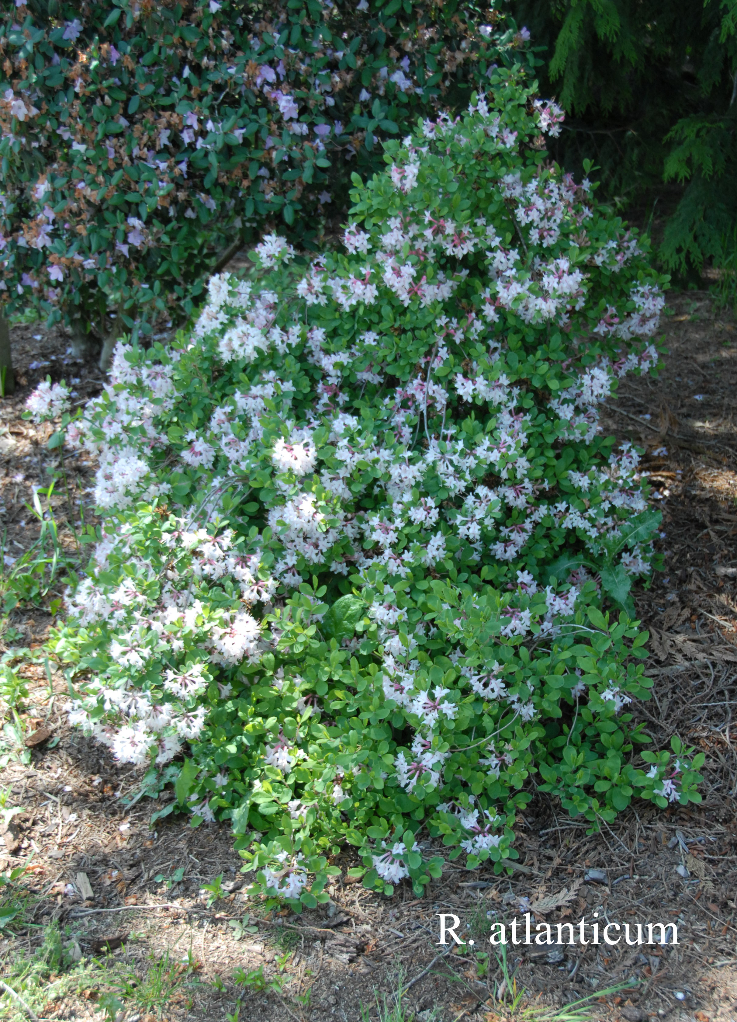 Rhododendron atlanticum photo