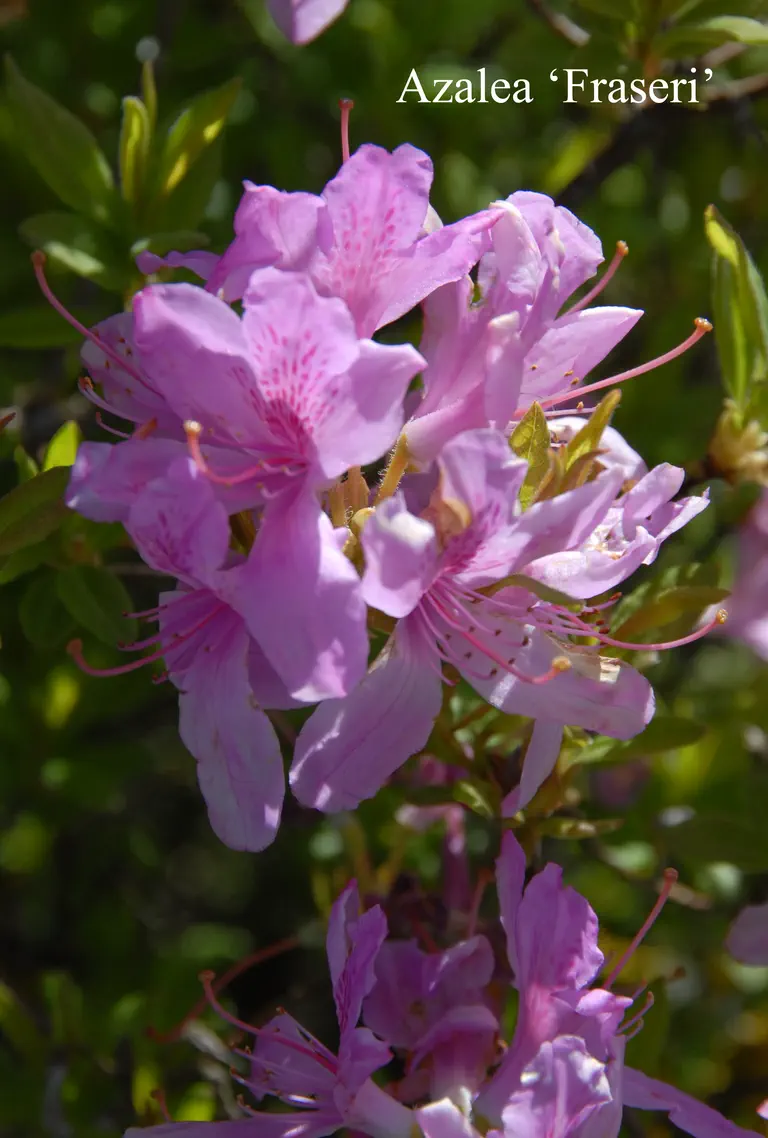 Photo of R. 'Fraseri Group', Deciduous Azalea Hybrid