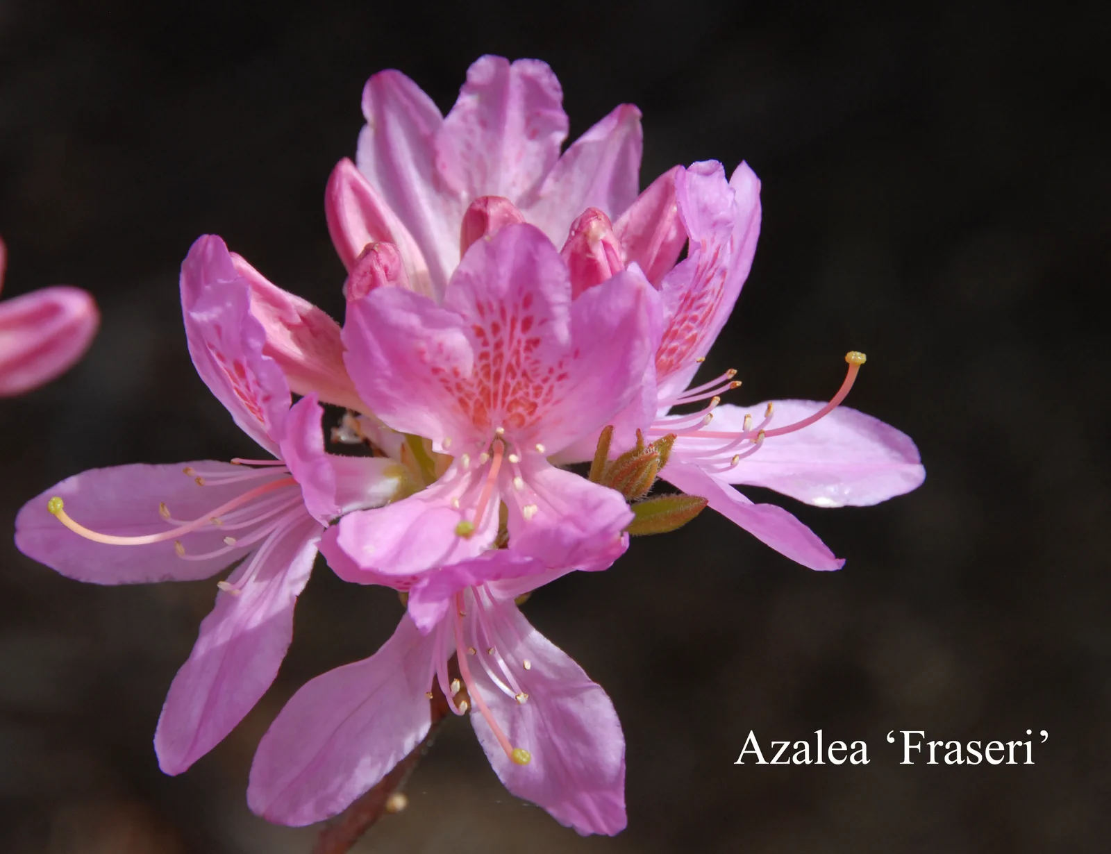 R. 'Fraseri Group' photo of R. 'Fraseri Group'. Location: Fearing's Farm Nursery, Abbotsford, BC, Canada. Photo by: Harold Fearing