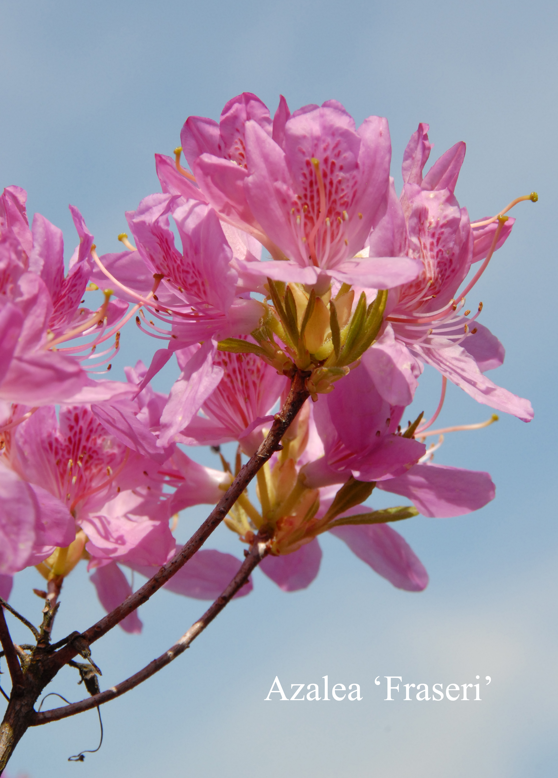 Rhododendron Fraseri Group photo