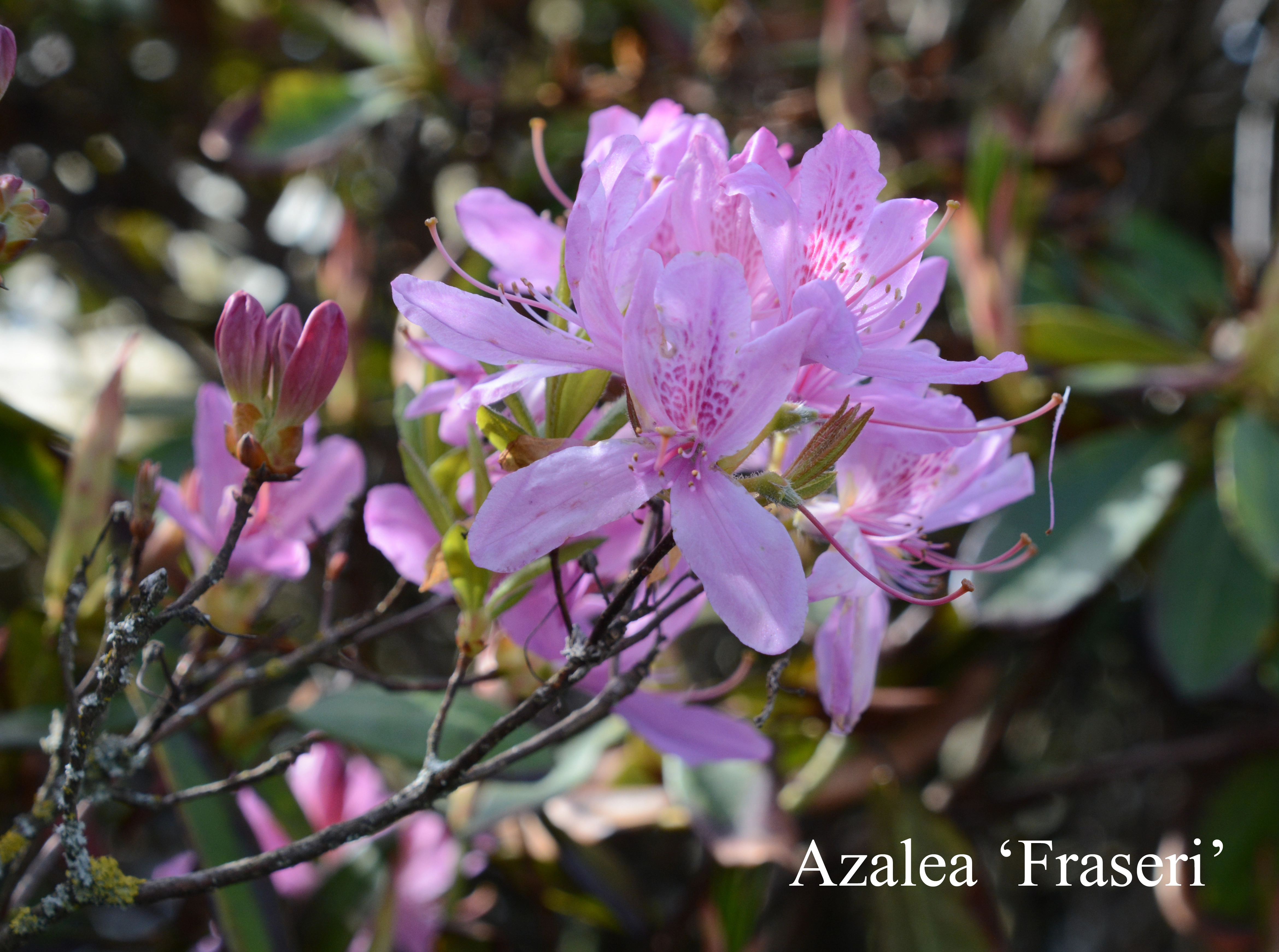 Rhododendron Fraseri Group photo