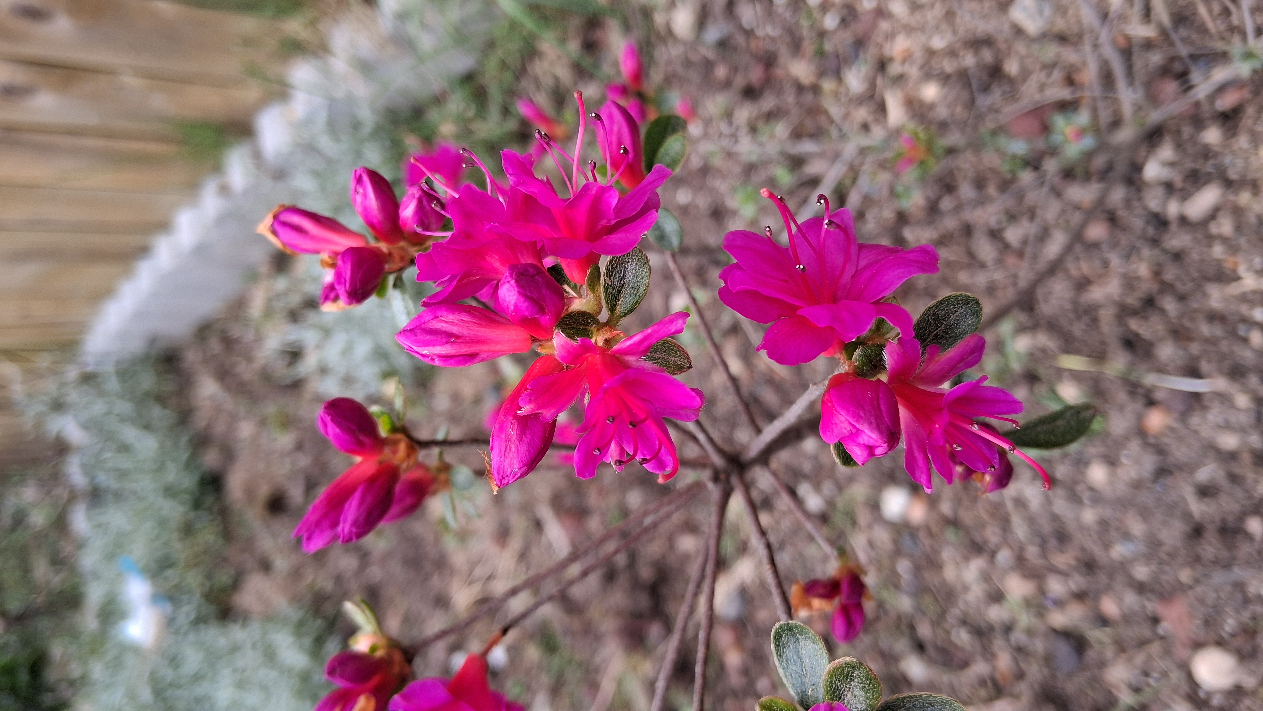 Rhododendron Amoenum photo