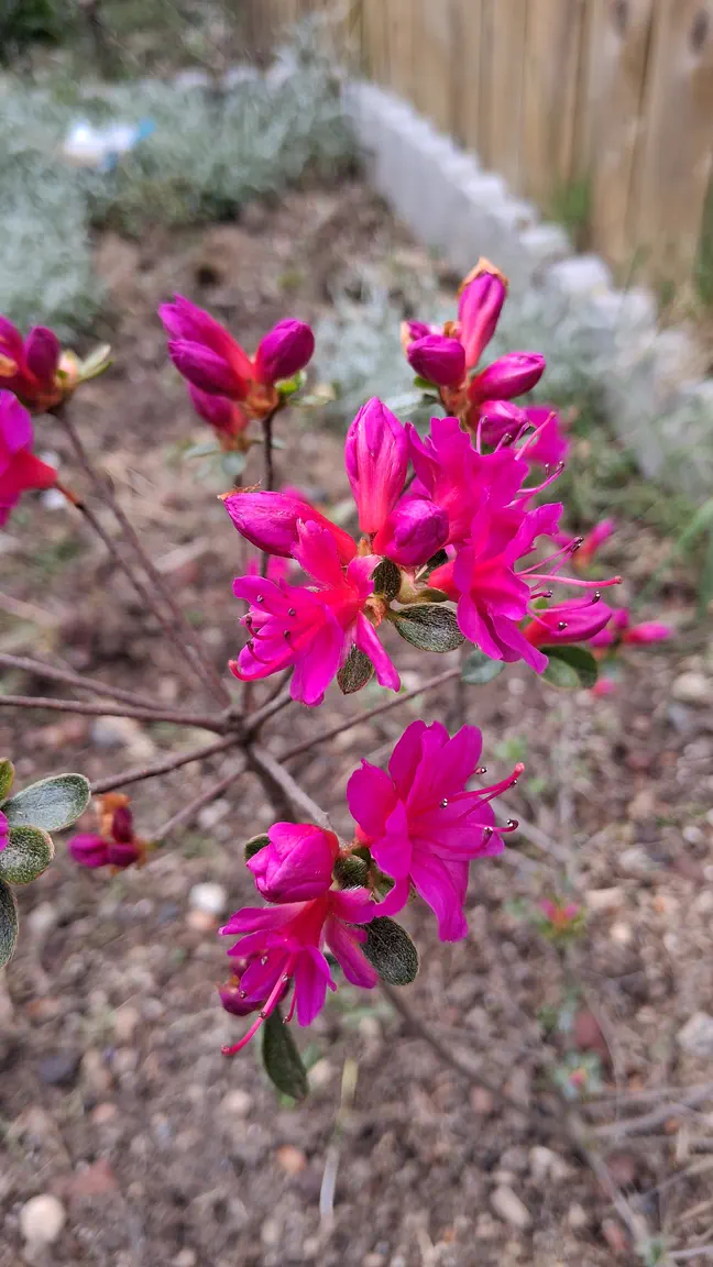 Photo of R. 'Amoenum', Evergreen Azalea Hybrid