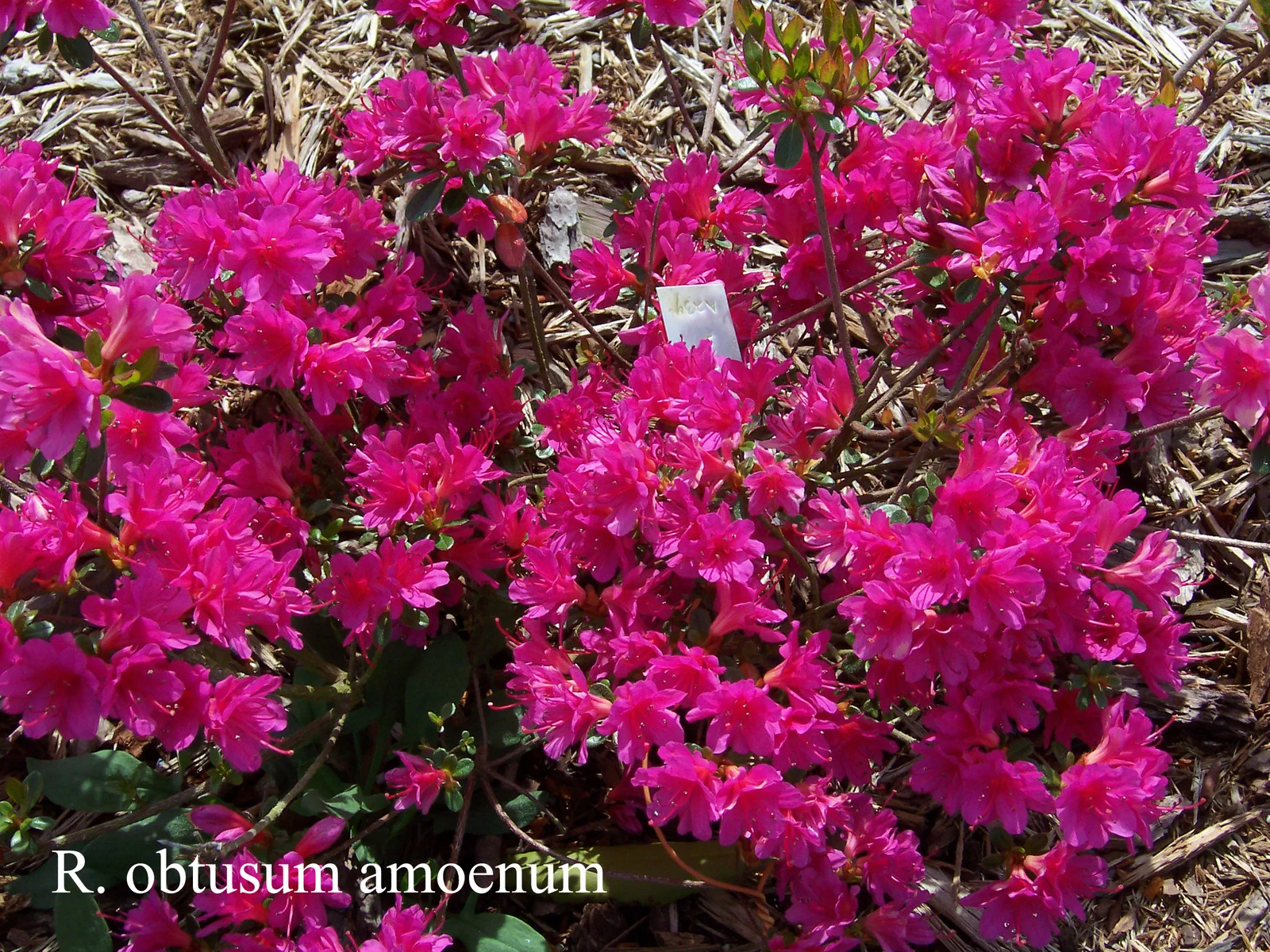 R. 'Amoenum' photo of R. 'Amoenum'. Location: Fearing's Farm Nursery, Abbotsford, BC, Canada. Photo by: Harold Fearing