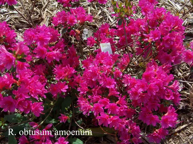 Photo of R. 'Amoenum', Evergreen Azalea Hybrid
